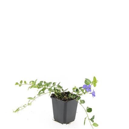 Garden basics 48x Vinca minor 'Ralph Shugert' - ↕10-25cm - Ø9cm (50638)
