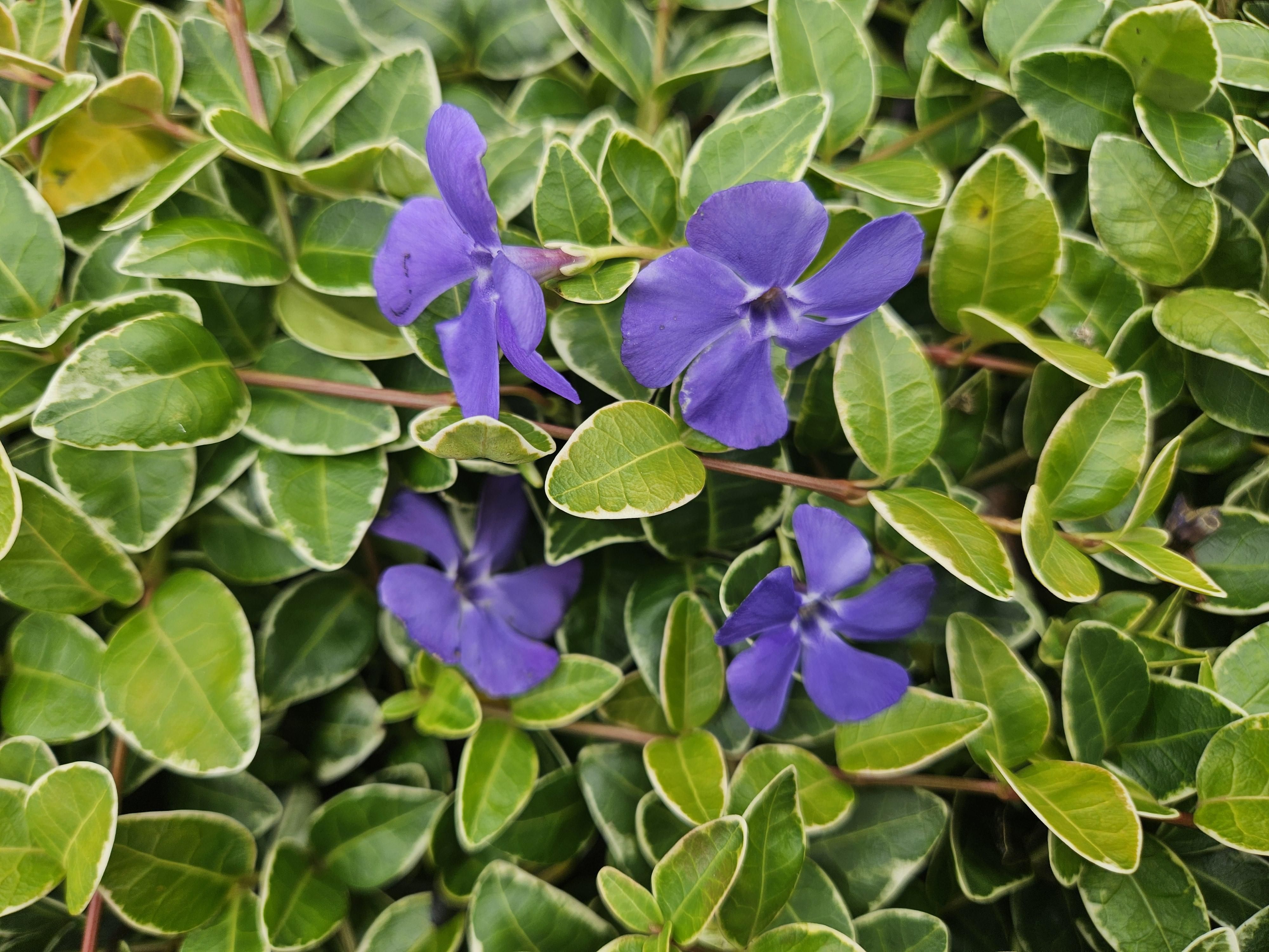 Garden basics 48x Vinca minor 'Ralph Shugert' - ↕10-25cm - Ø9cm (50638)