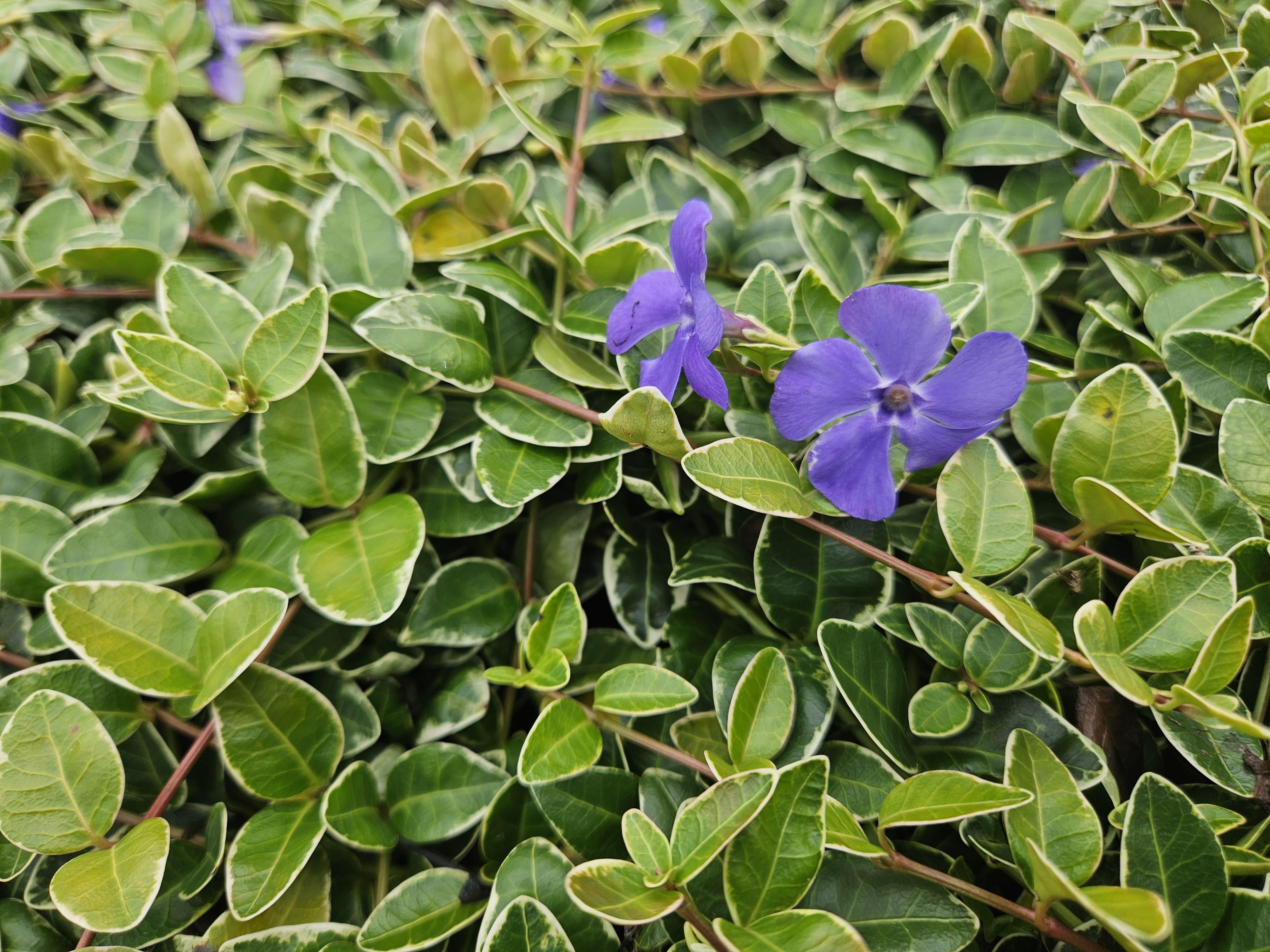 Garden basics 48x Vinca minor 'Ralph Shugert' - ↕10-25cm - Ø9cm (50638)