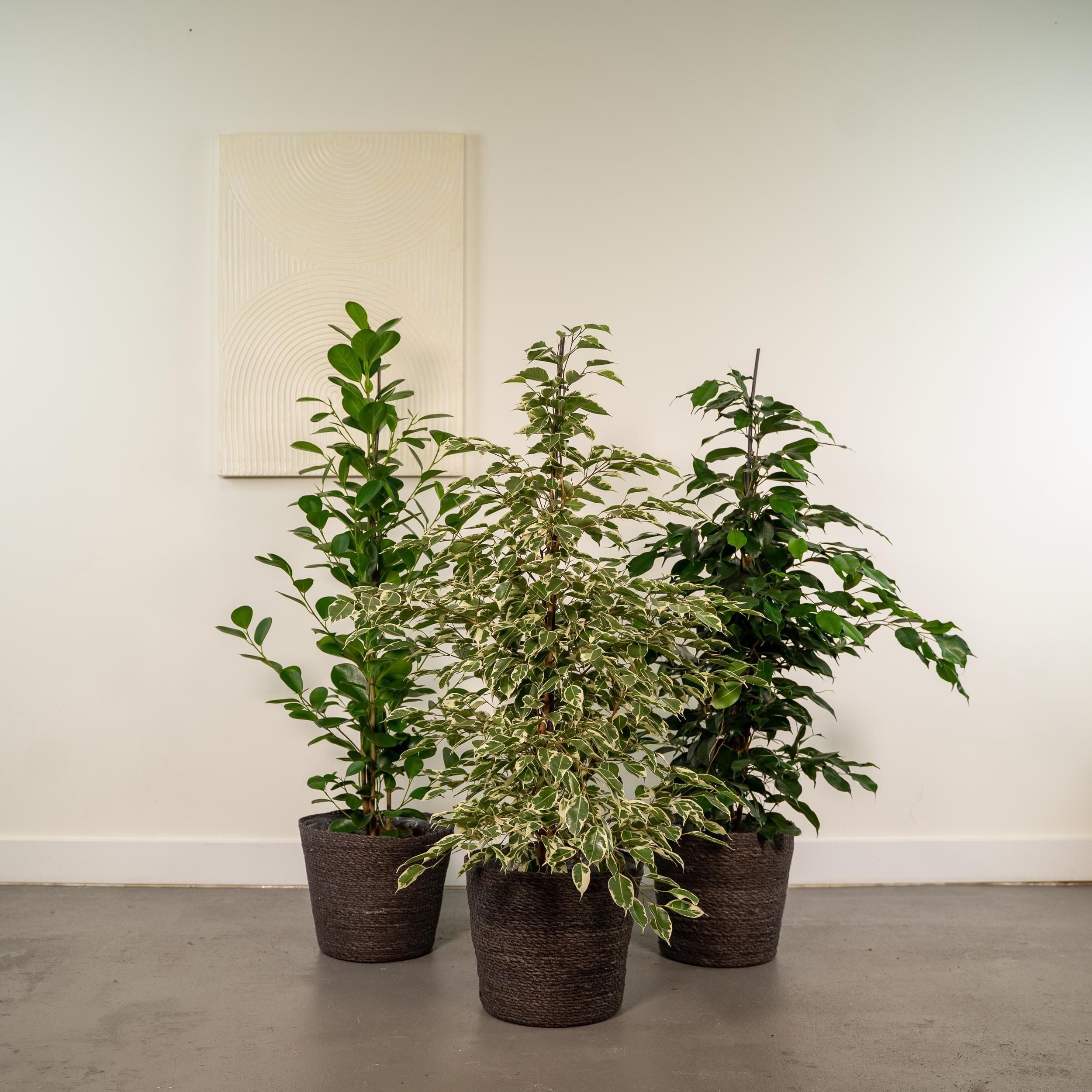 Ficus Benjamina Danielle - Ficus Benjamina Twilight - Ficus Microcarpa Moclame (8720955320061)