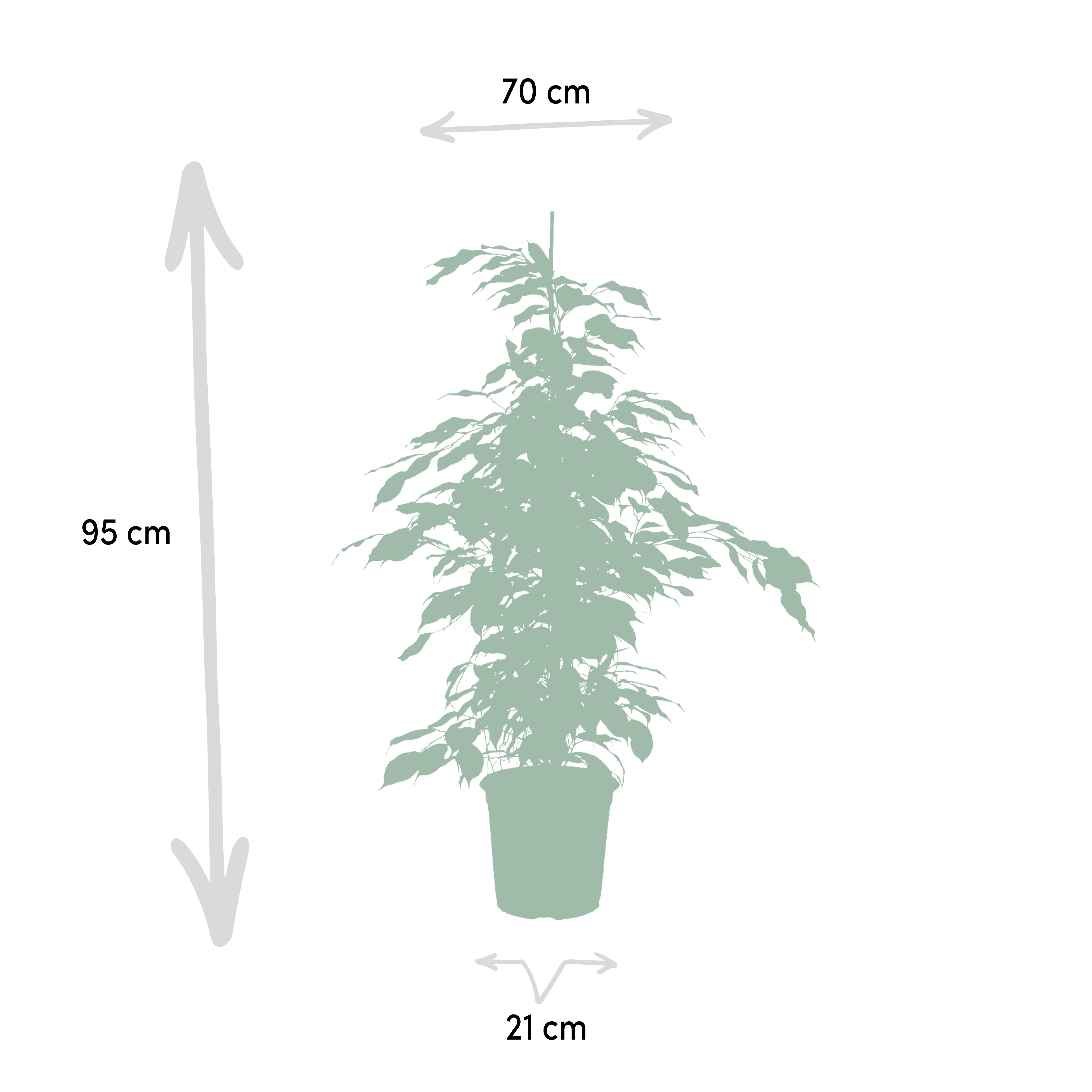 Ficus Benjamina Danielle - Ficus Benjamina Twilight - Ficus Microcarpa Moclame (8720955320061)