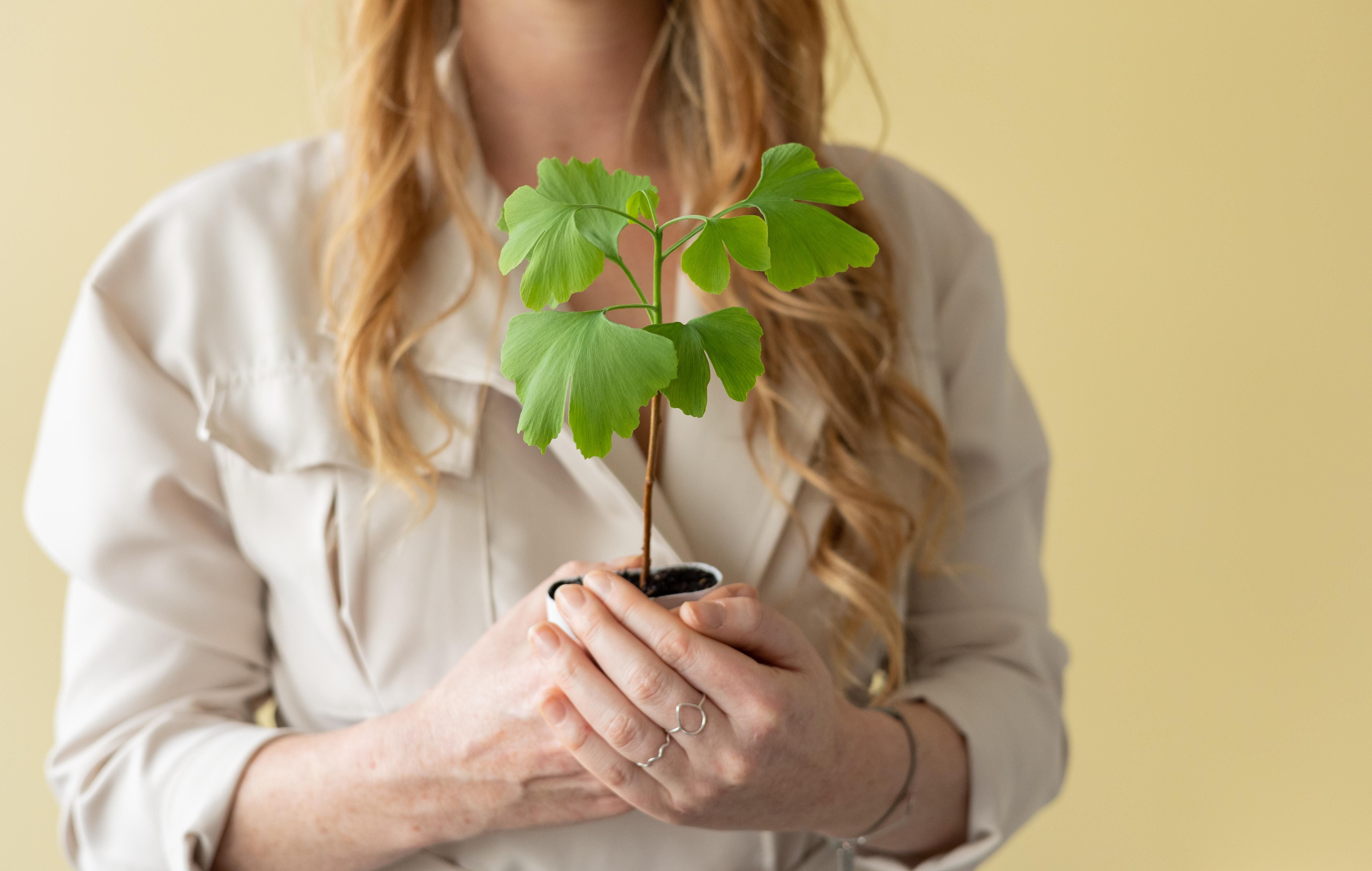 Levensboom - Ginkgo Biloba in brievenbusdoosje met info boekje (7423528075085)