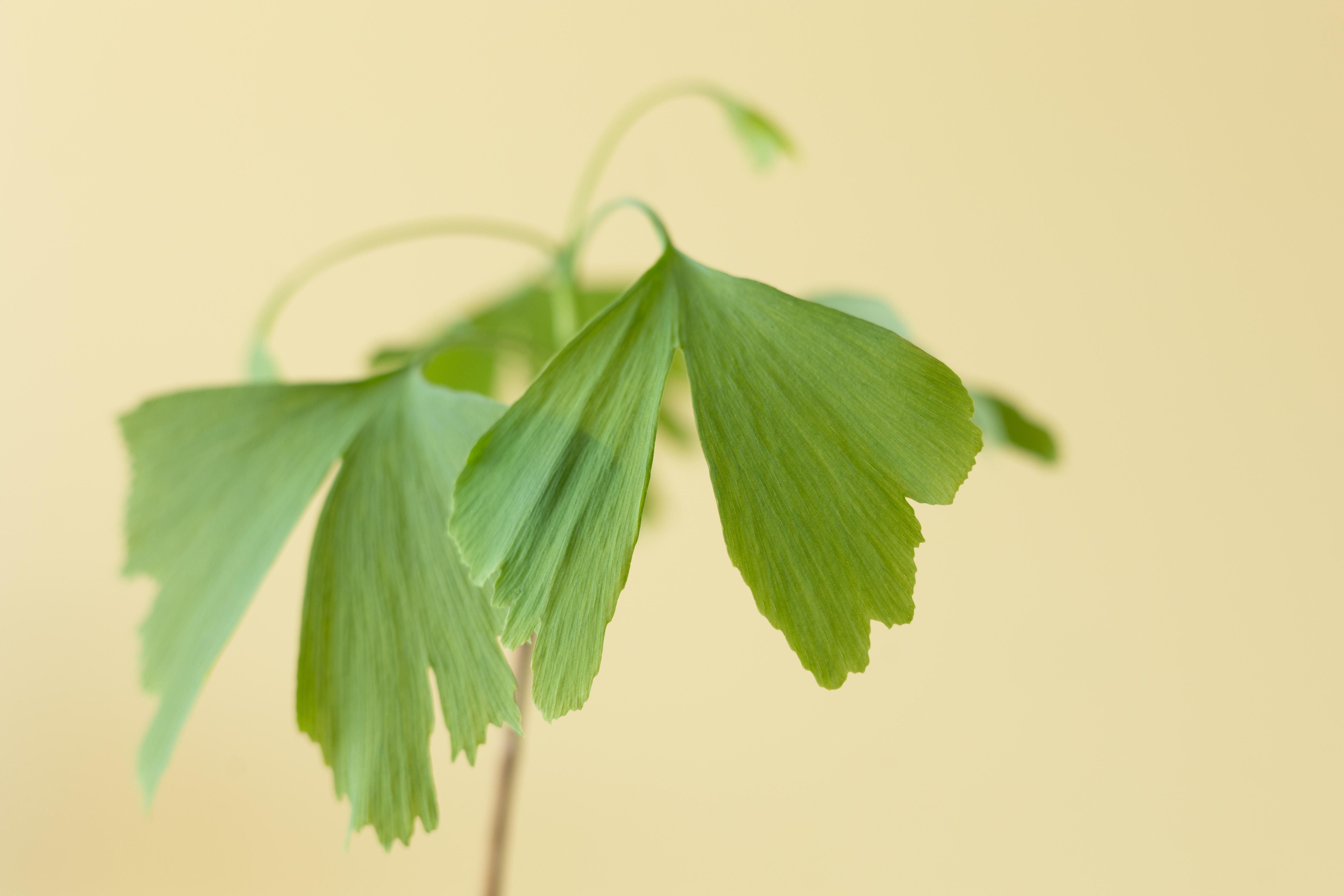 Levensboom - Ginkgo Biloba in brievenbusdoosje met info boekje (7423528075085)