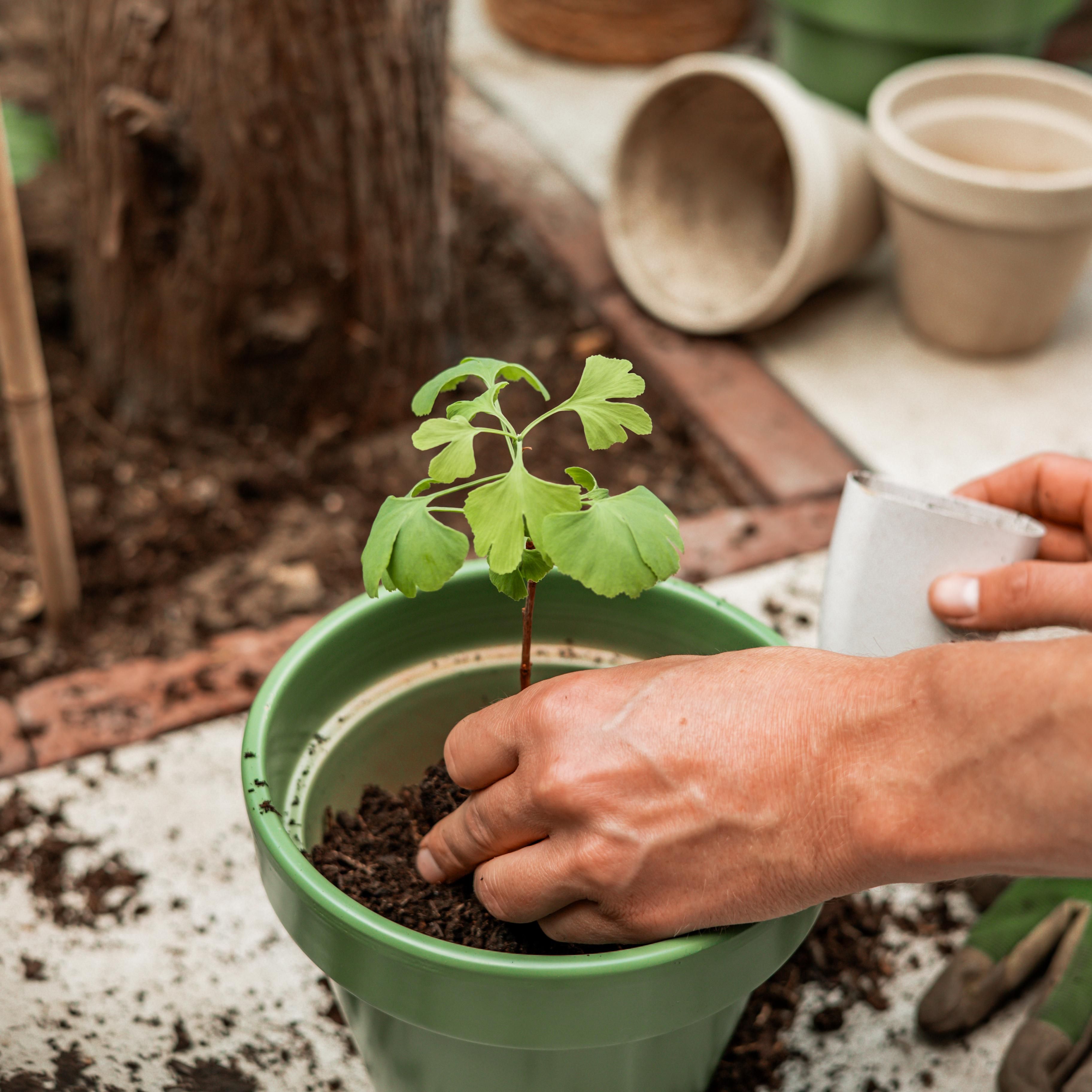 Levensboom - Ginkgo Biloba in brievenbusdoosje met info boekje (7423528075085)