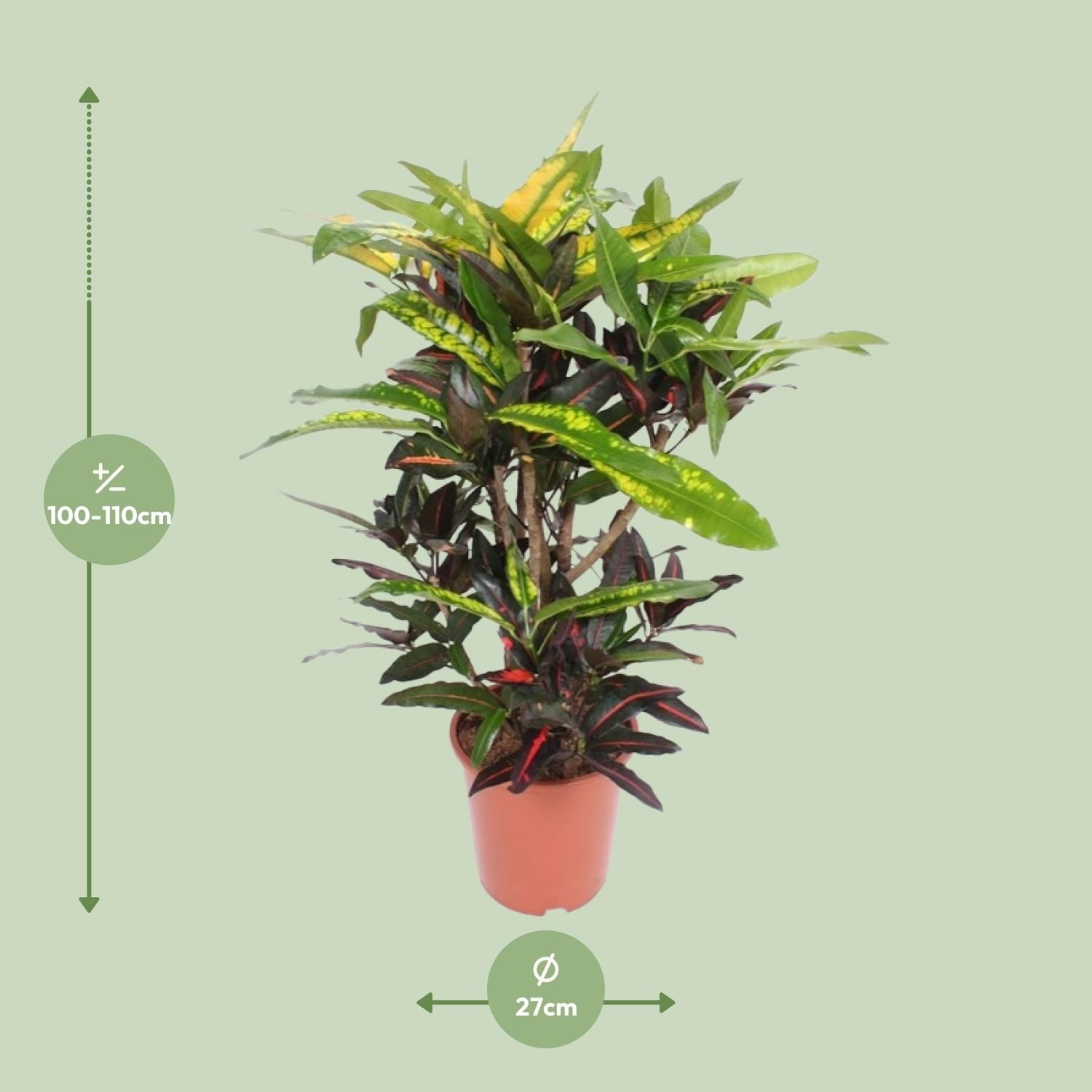 Codiaeum Mango (Croton Mango) (18254)