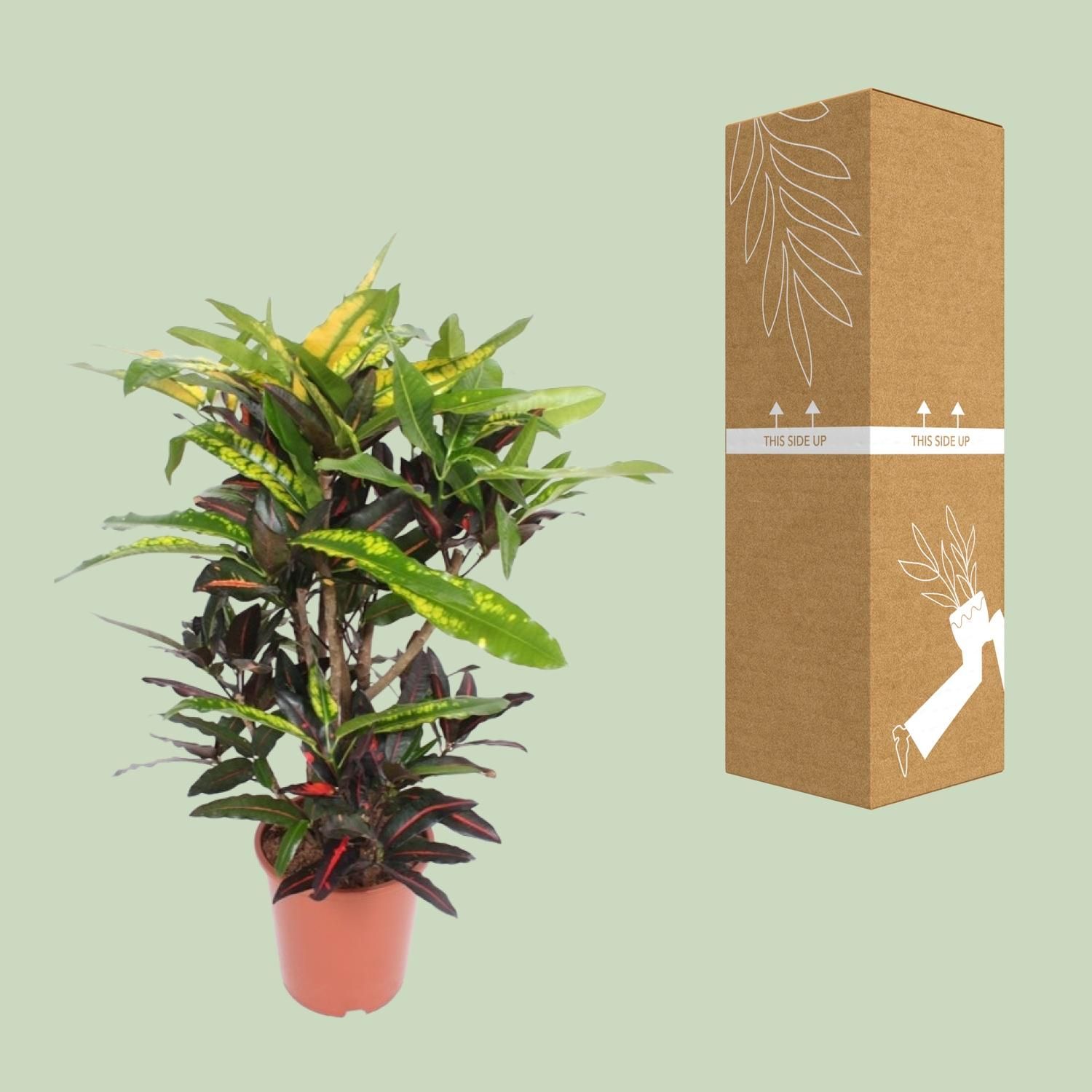 Codiaeum Mango (Croton Mango) (18254)