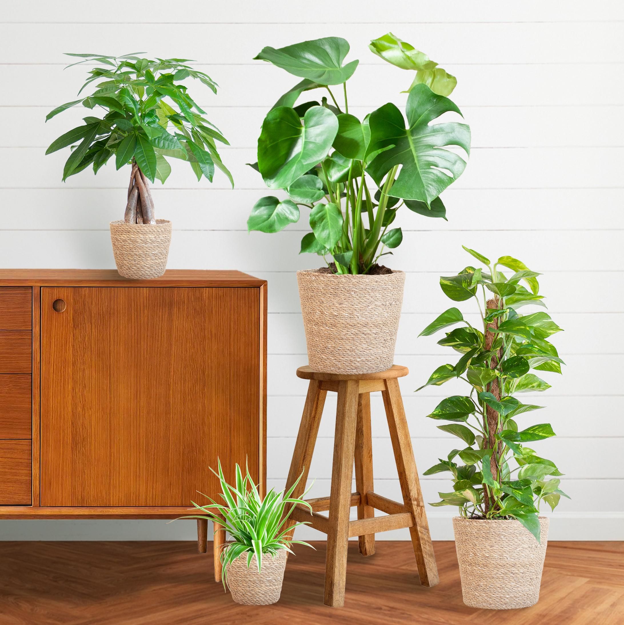 Easy care Plantenbox - medium - met mand Sofia (8721042064011)