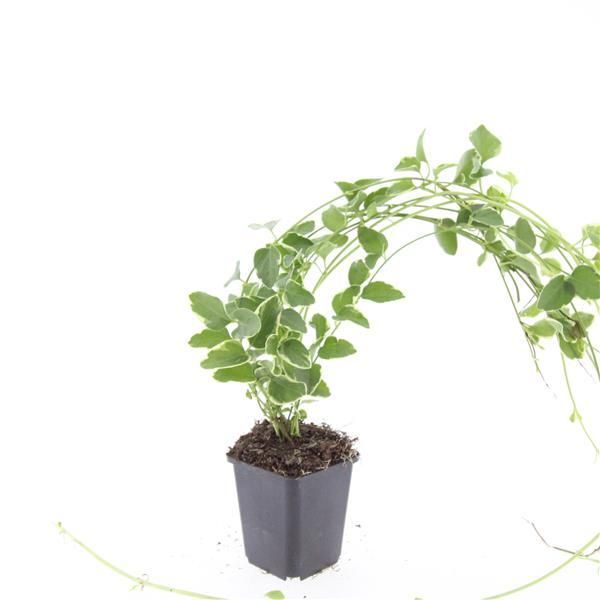 Garden basics 24x Vinca major 'Variegata' - ↕10-25cm - Ø9cm (50625)