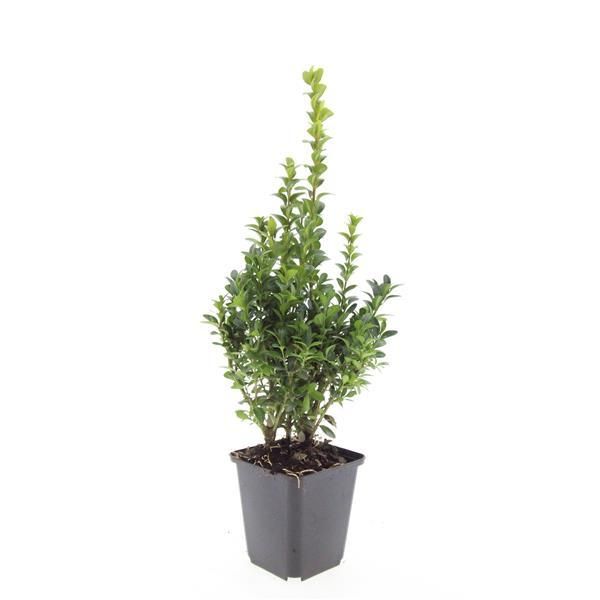 Garden basics 24x Buxus Sempervirens - ↕10-25cm - Ø9cm (50639)