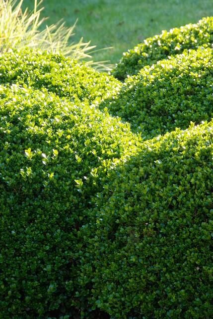Garden basics 24x Buxus Sempervirens - ↕10-25cm - Ø9cm (50639)