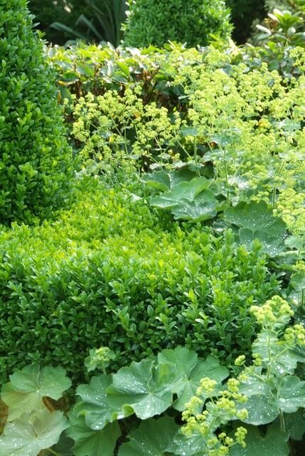 Garden basics 24x Buxus Sempervirens - ↕10-25cm - Ø9cm (50639)