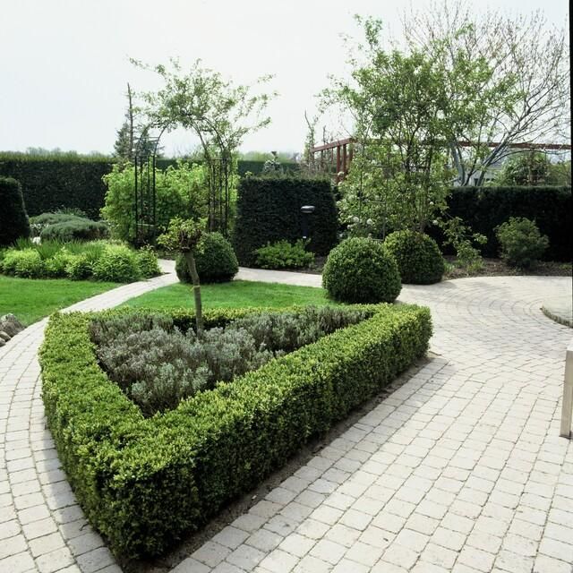Garden basics 24x Buxus Sempervirens - ↕10-25cm - Ø9cm (50639)