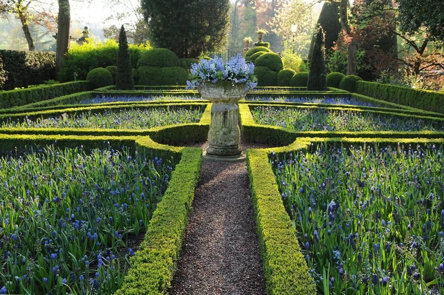 Garden basics 24x Buxus Sempervirens - ↕10-25cm - Ø9cm (50639)