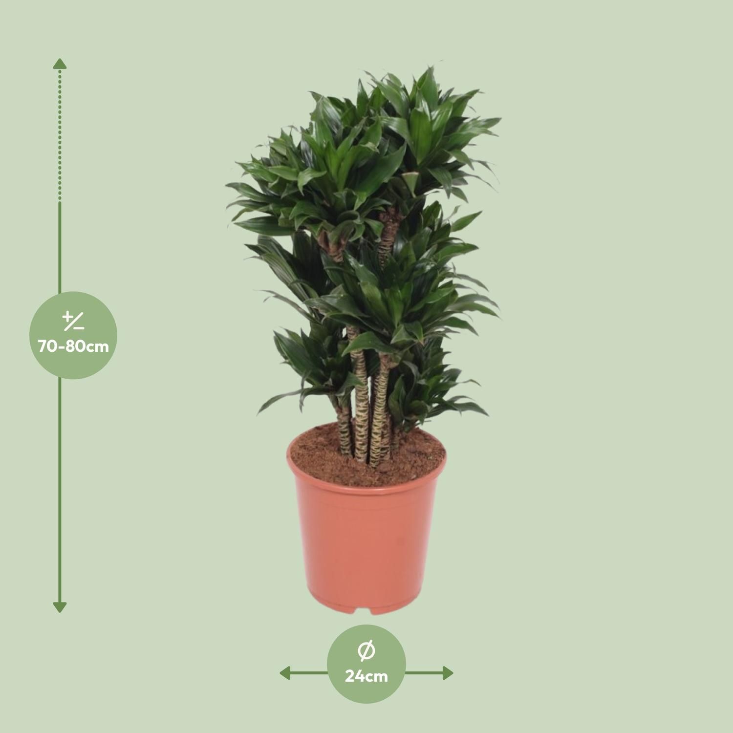 Dracaena Compacta (11037)