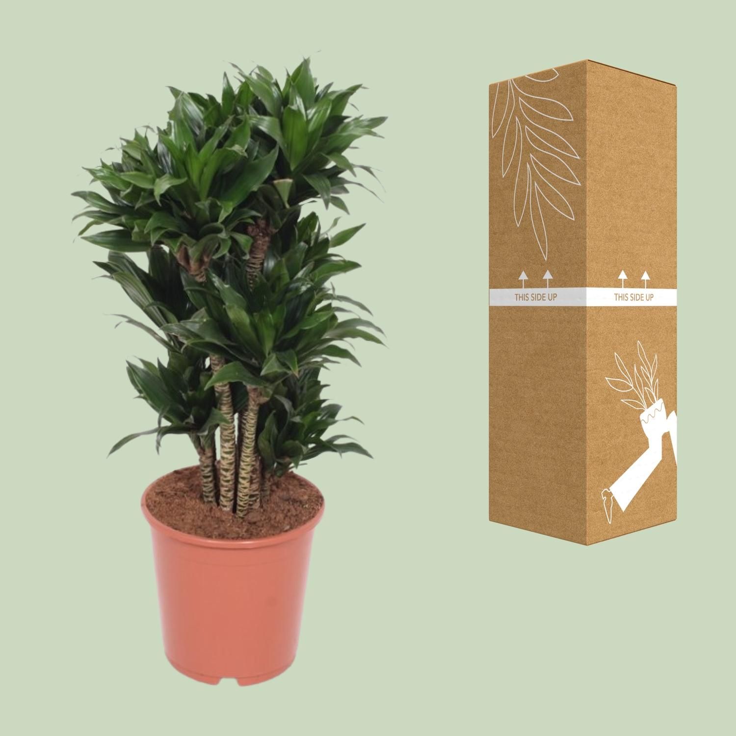 Dracaena Compacta (11037)
