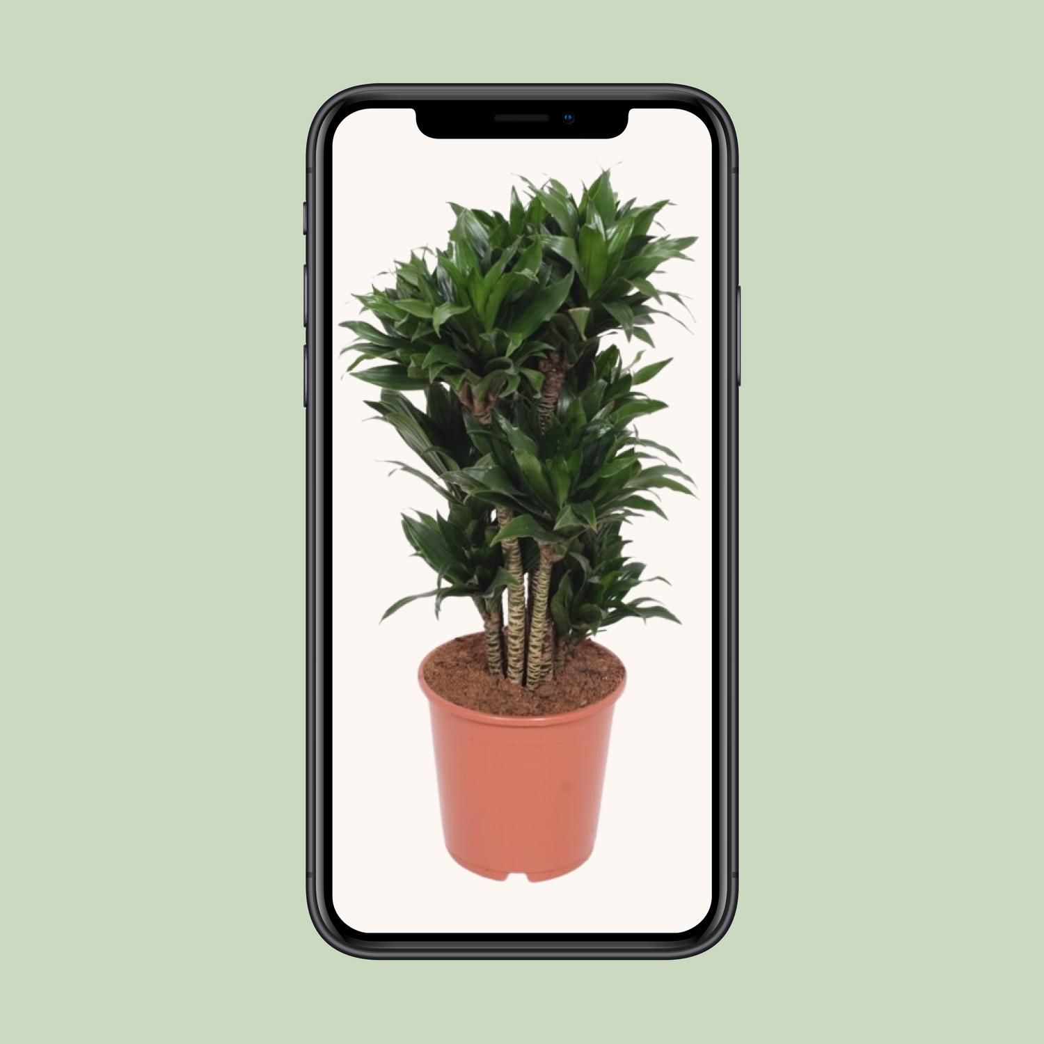 Dracaena Compacta (11037)