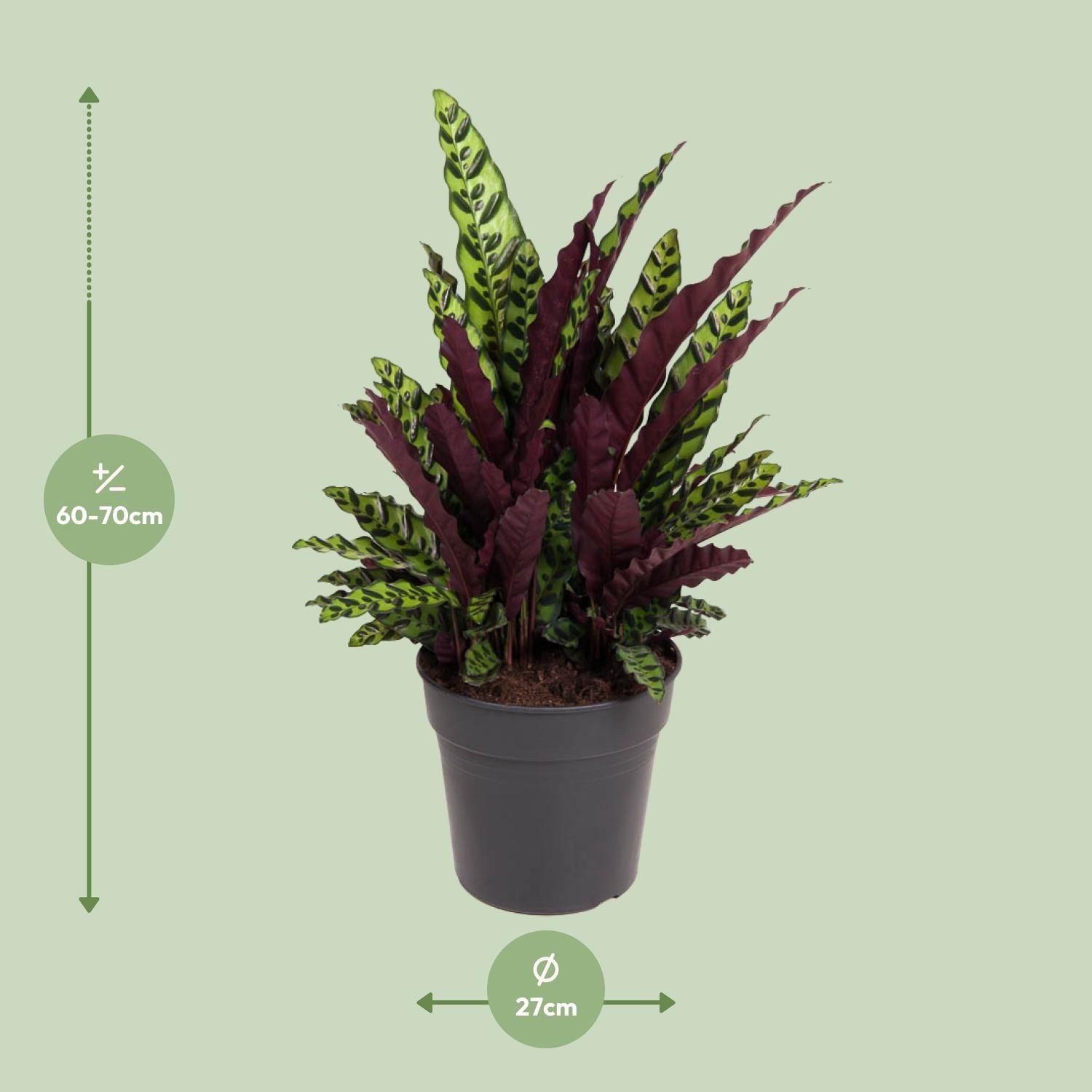 Calathea Lancifolia (12097)