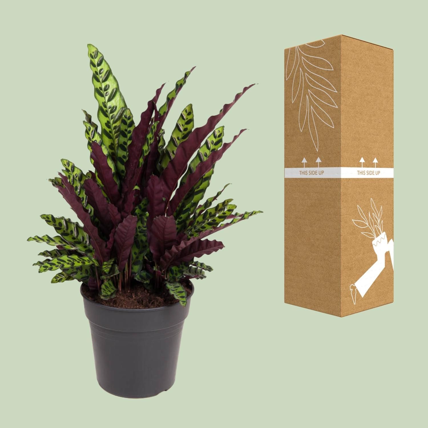 Calathea Lancifolia (12097)
