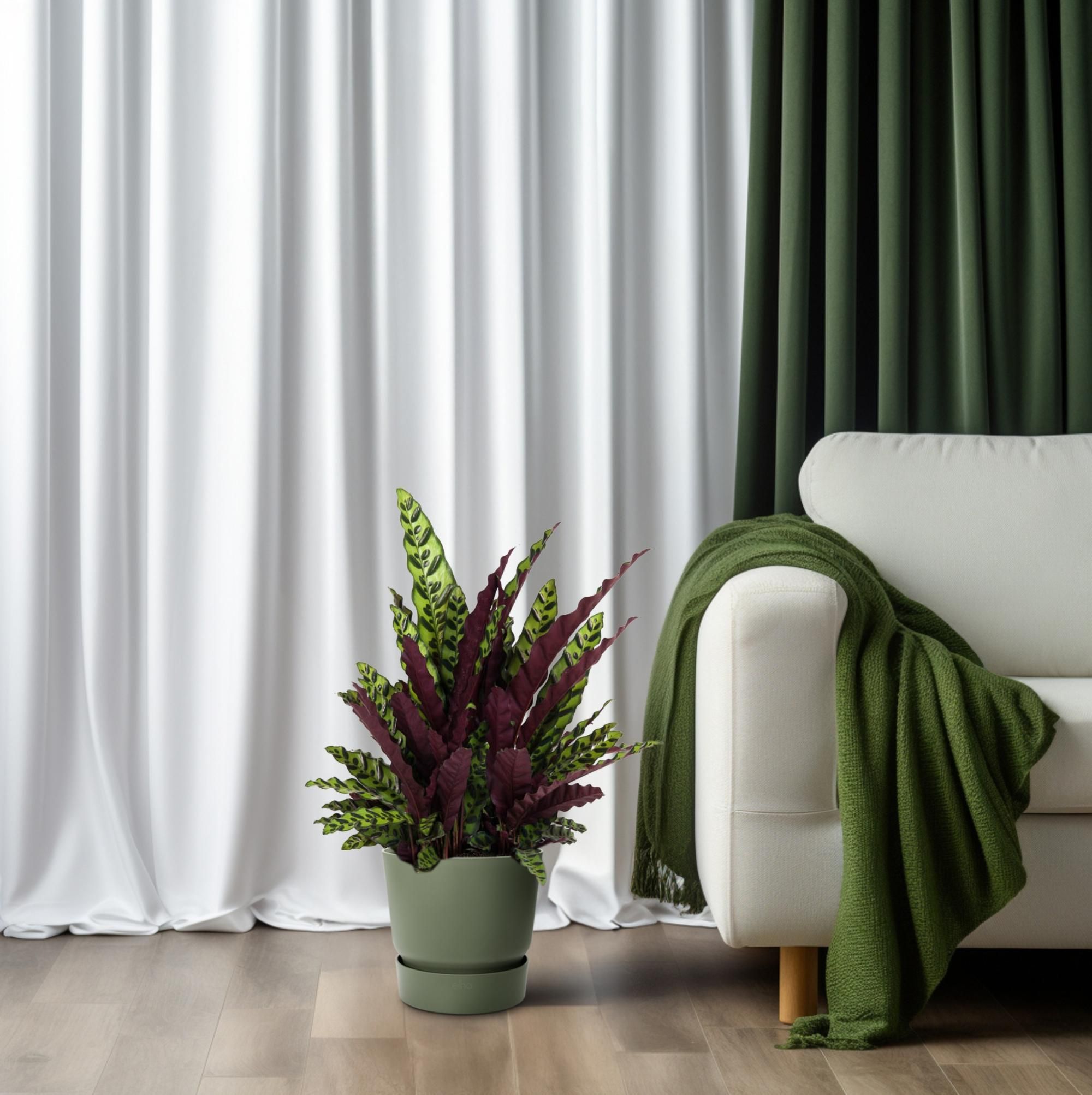 Calathea Lancifolia (12097)