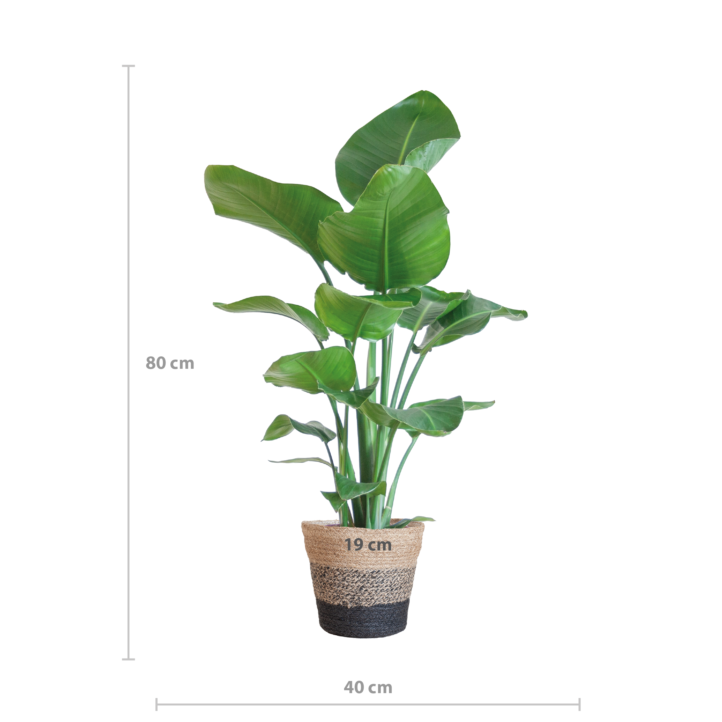 Strelitzia Nicolai met Lissabon mand zwart (8721042060242)
