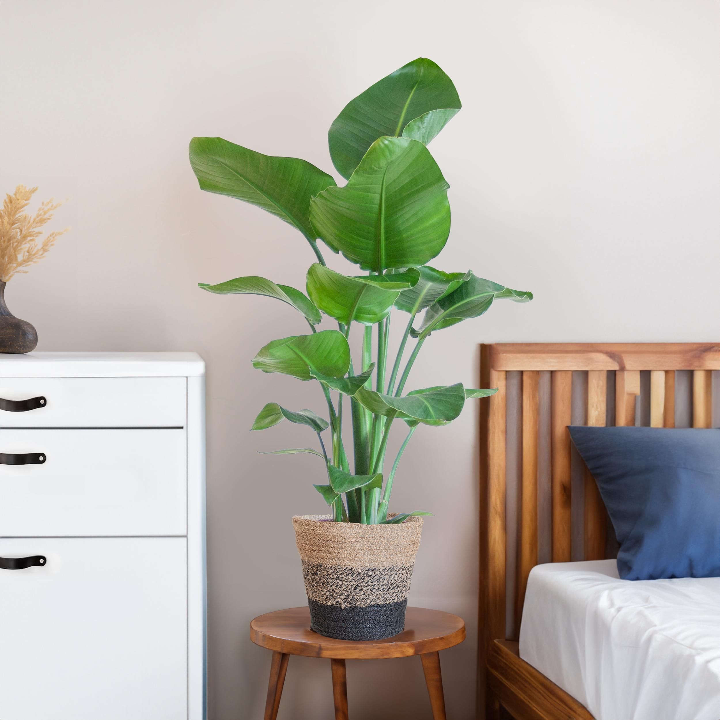 Strelitzia Nicolai met Lissabon mand zwart (8721042060242)