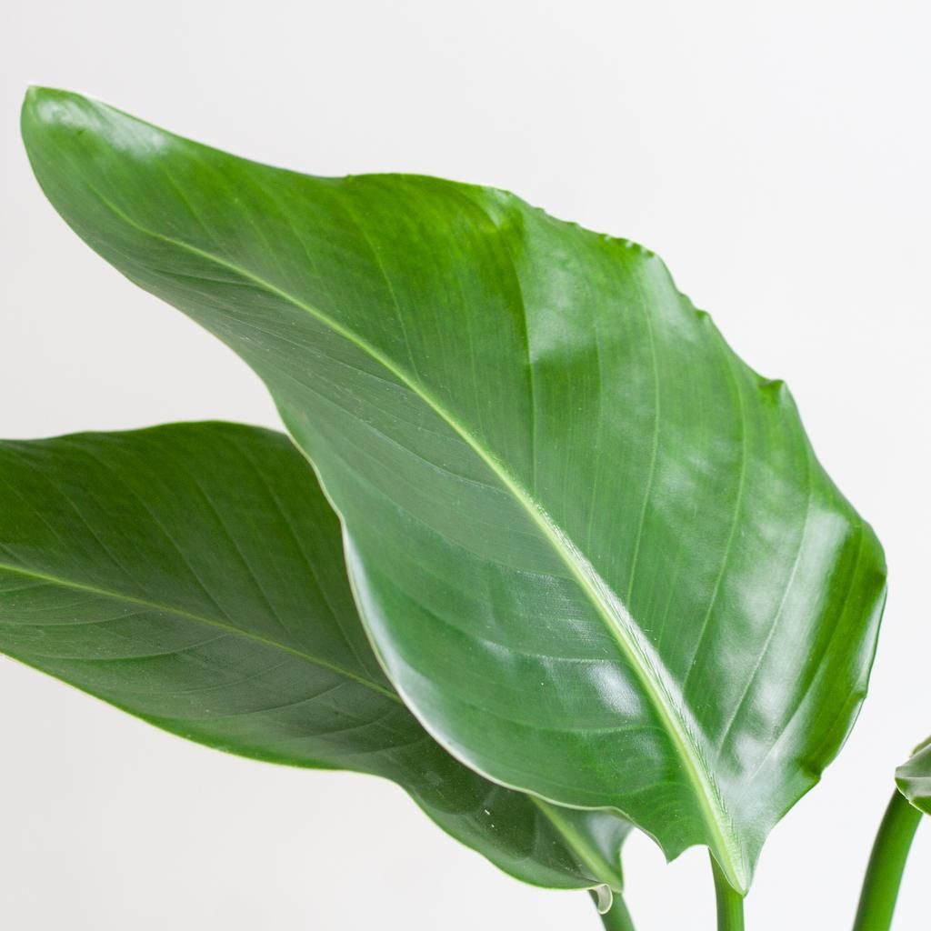 Strelitzia Nicolai met Lissabon mand zwart (8721042060242)