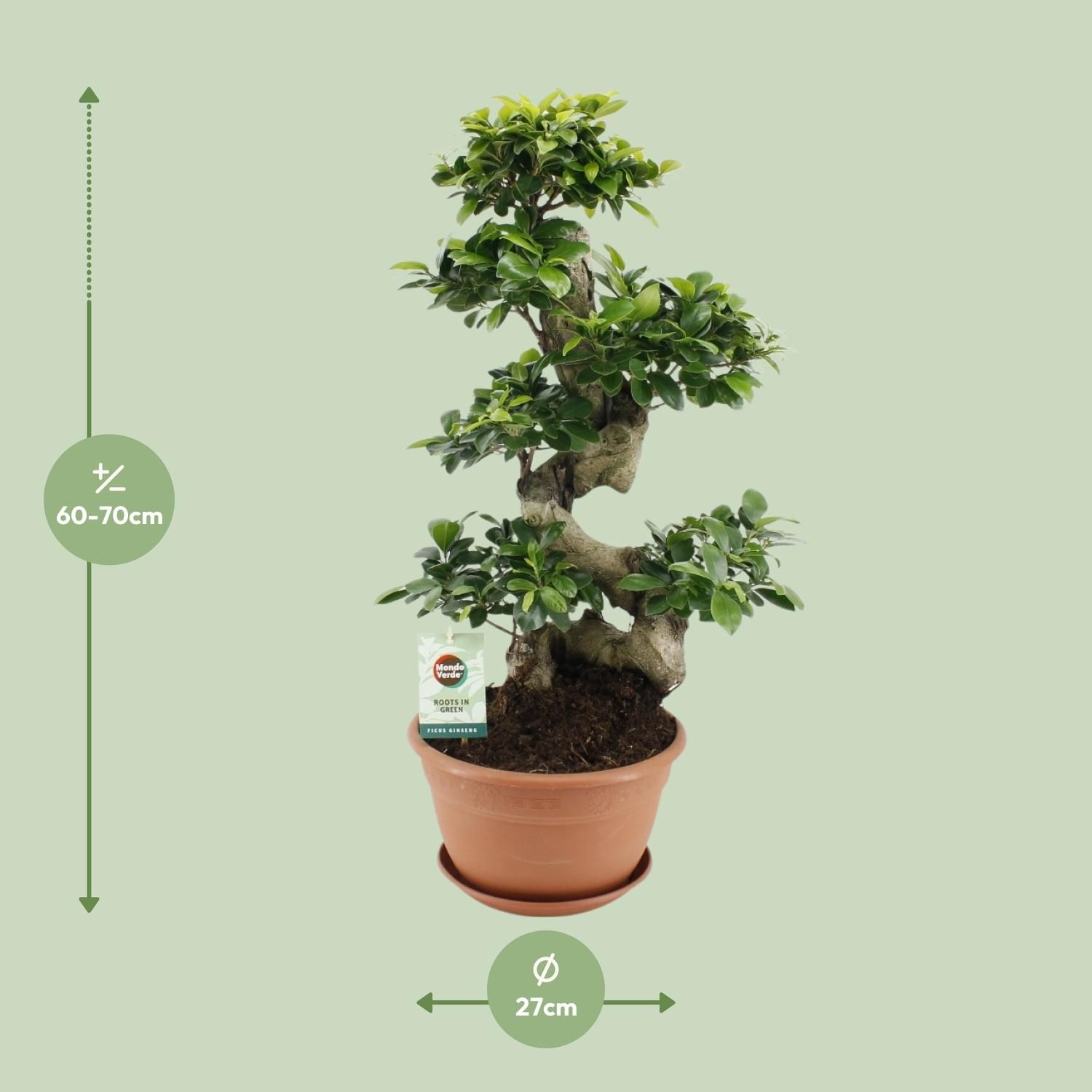 Ficus Ginseng (20639)