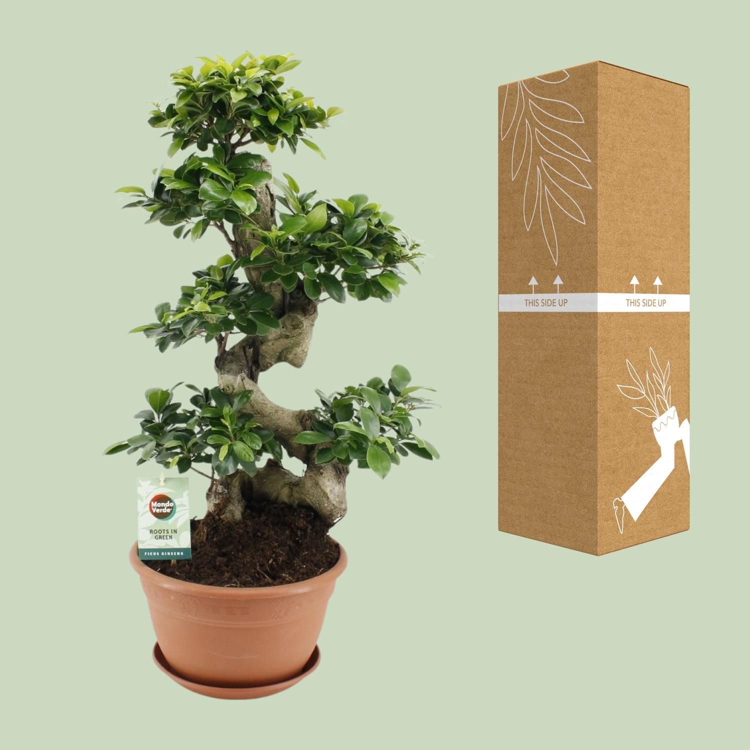 Ficus Ginseng (20639)