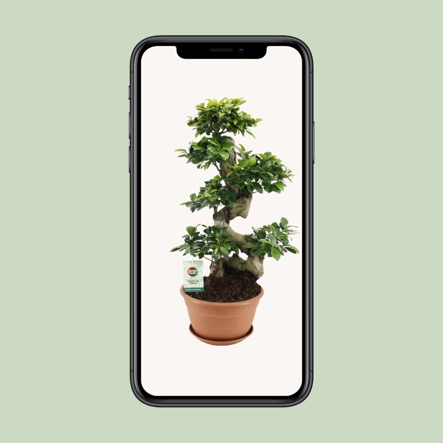 Ficus Ginseng (20639)
