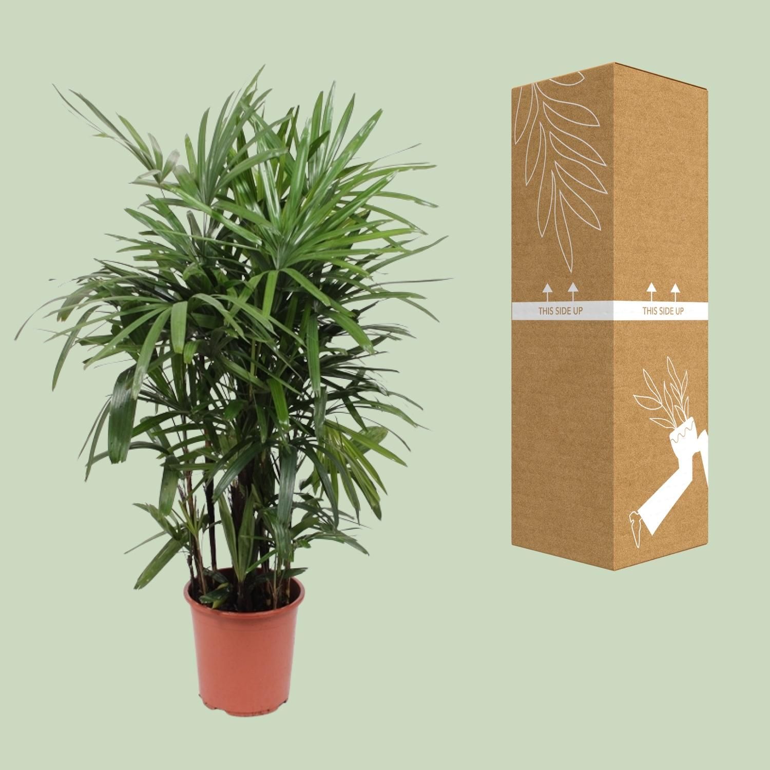 Rhapis Excelsa (10967)