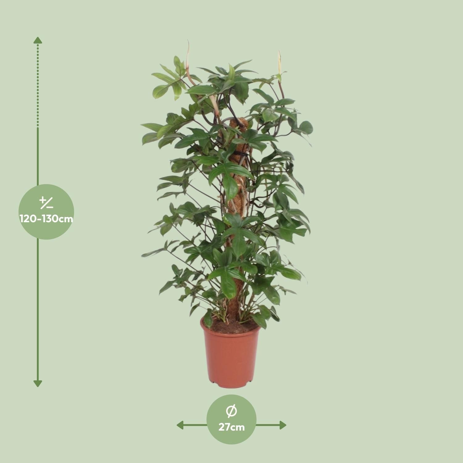 Philodendron Pedatum (11013)