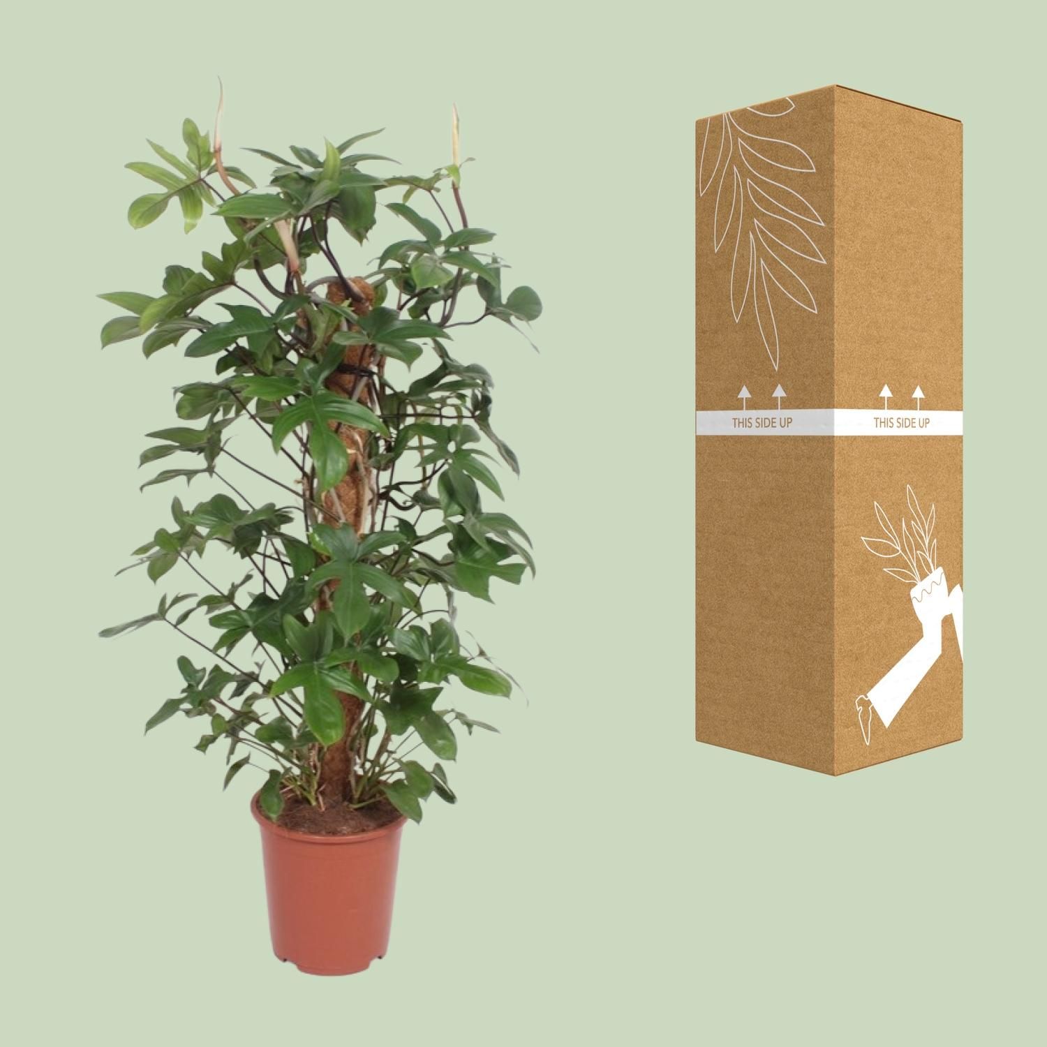 Philodendron Pedatum (11013)