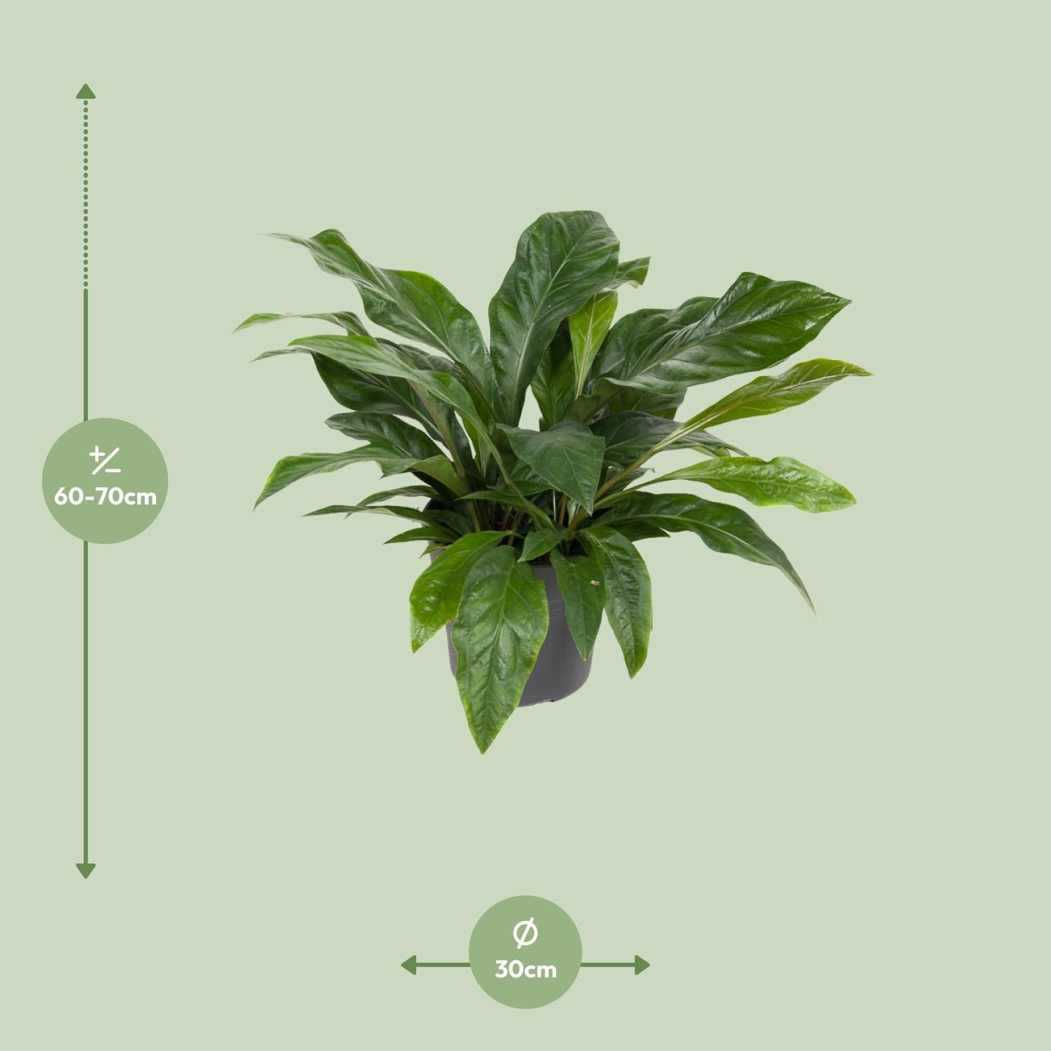 Anthurium Jungle Bush (12167)
