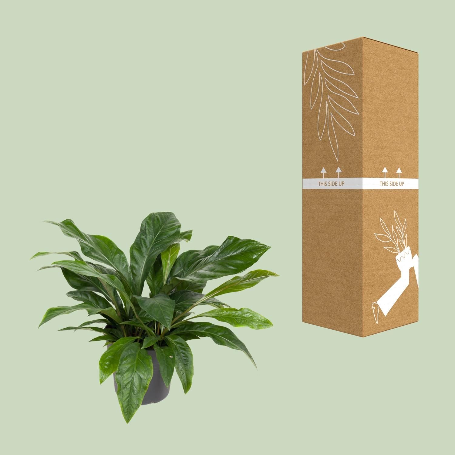 Anthurium Jungle Bush (12167)