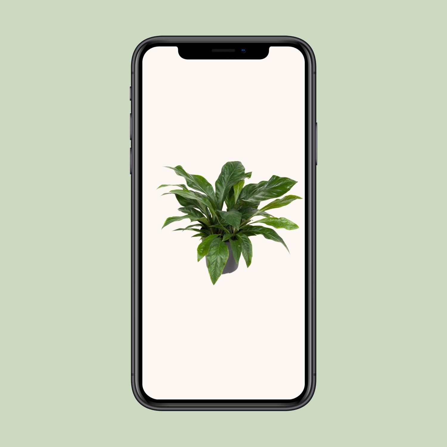 Anthurium Jungle Bush (12167)