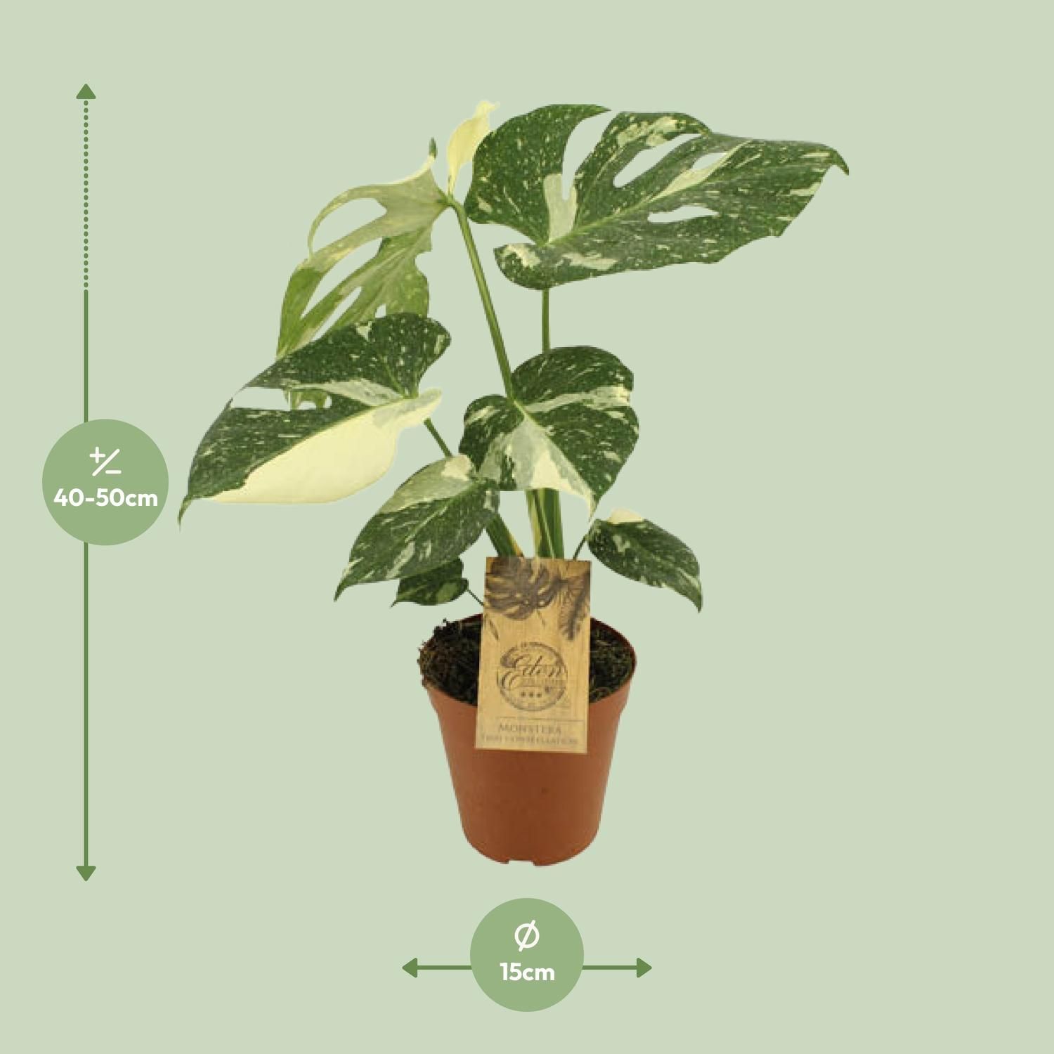 Monstera Thai Constellation (12952)