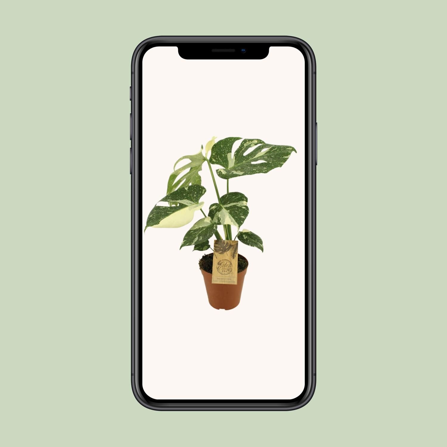 Monstera Thai Constellation (12952)