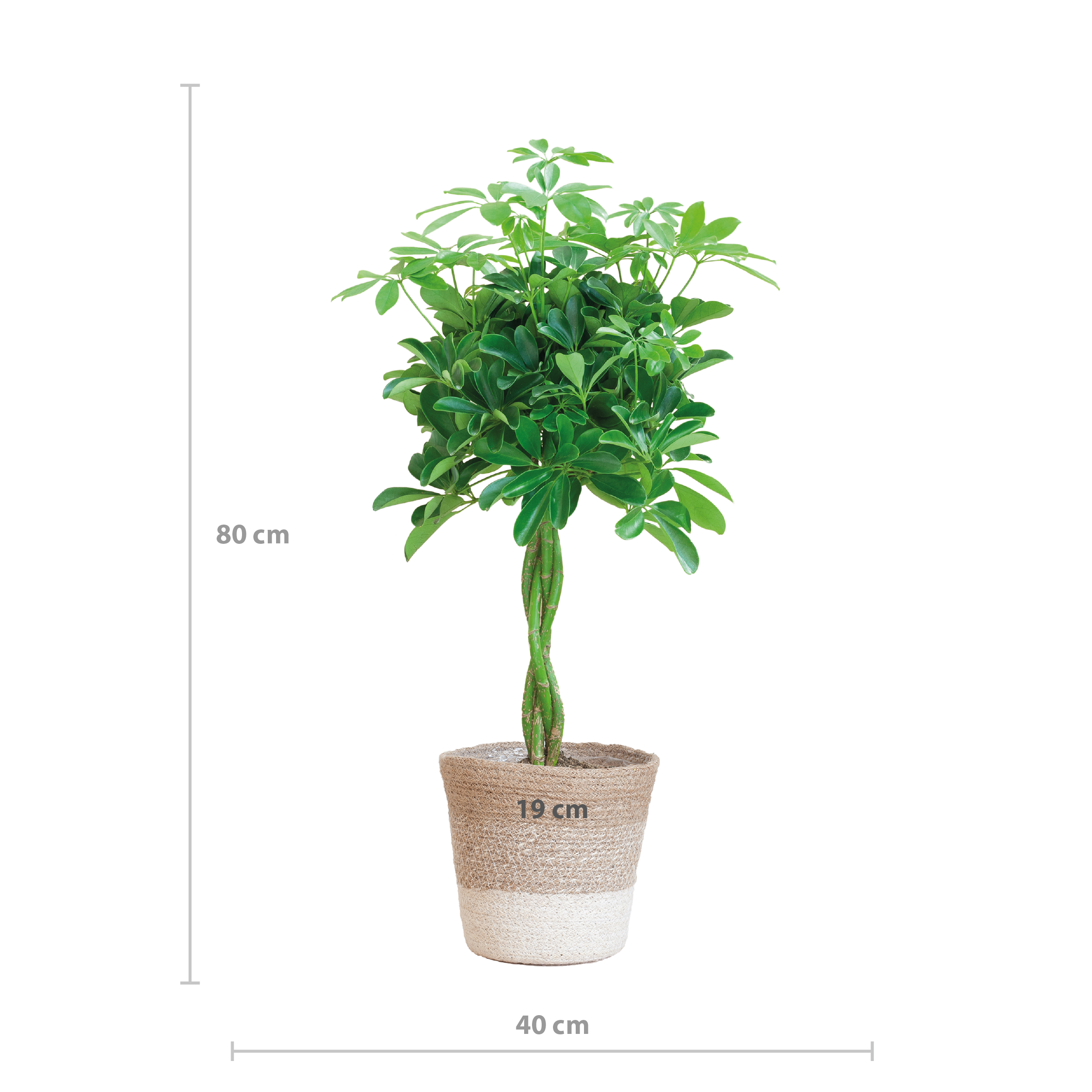 Schefflera Arab Nora met Mand Lissabon wit (08721042060297)