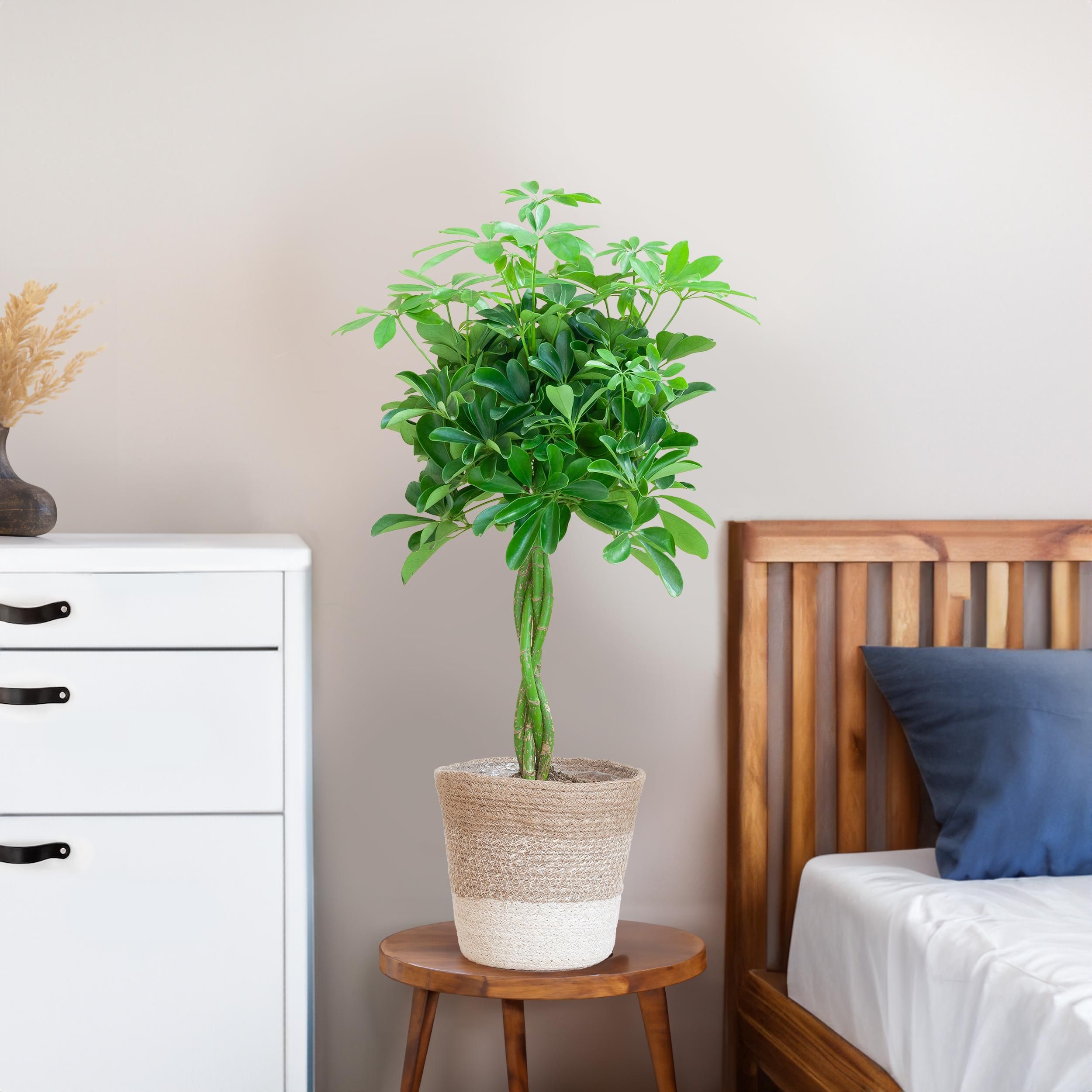 Schefflera Arab Nora met Mand Lissabon wit (08721042060297)