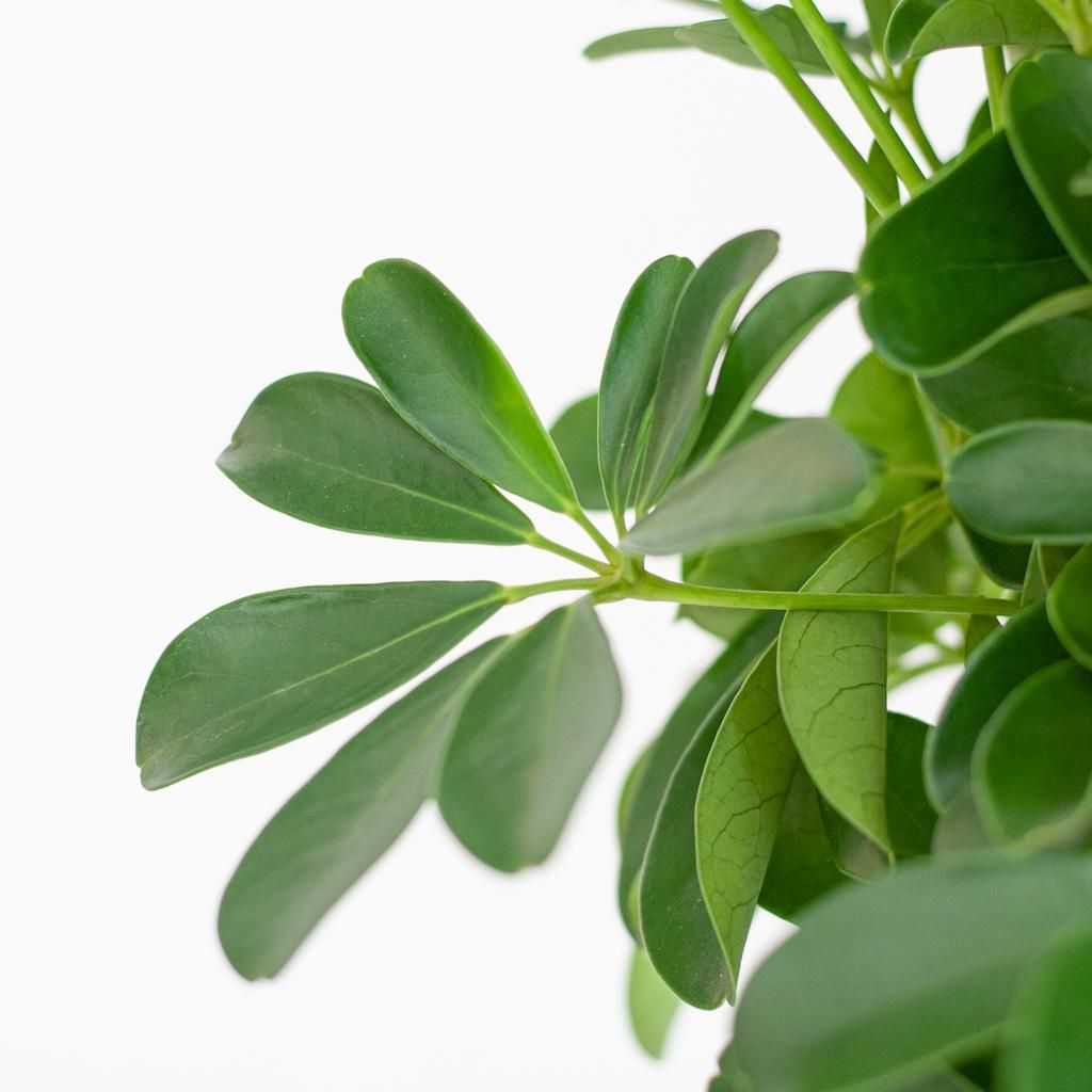 Schefflera Arab Nora met Mand Lissabon wit (08721042060297)