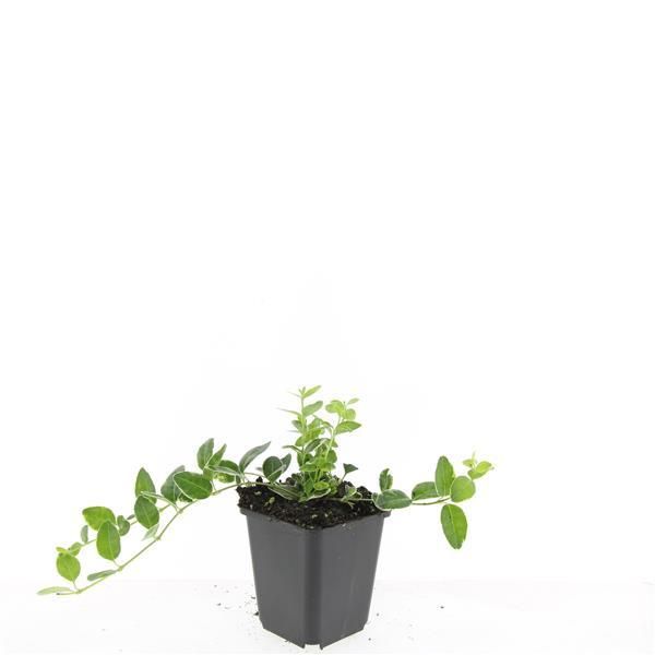 Garden basics 24x Vinca minor 'Argenteovariegata' - ↕10-25cm - Ø9cm (50627)