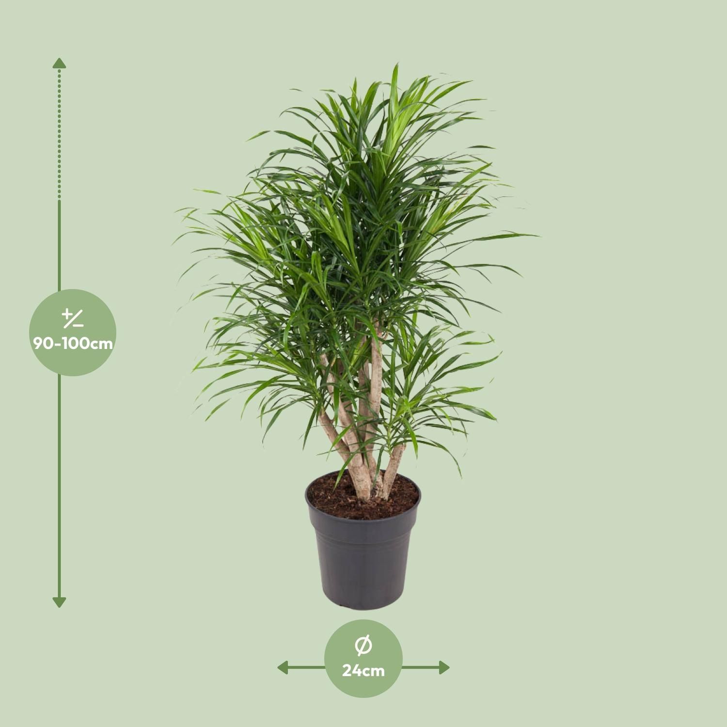Dracaena Anita (12101)