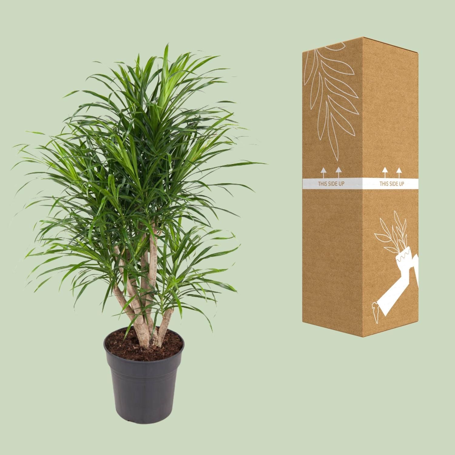 Dracaena Anita (12101)