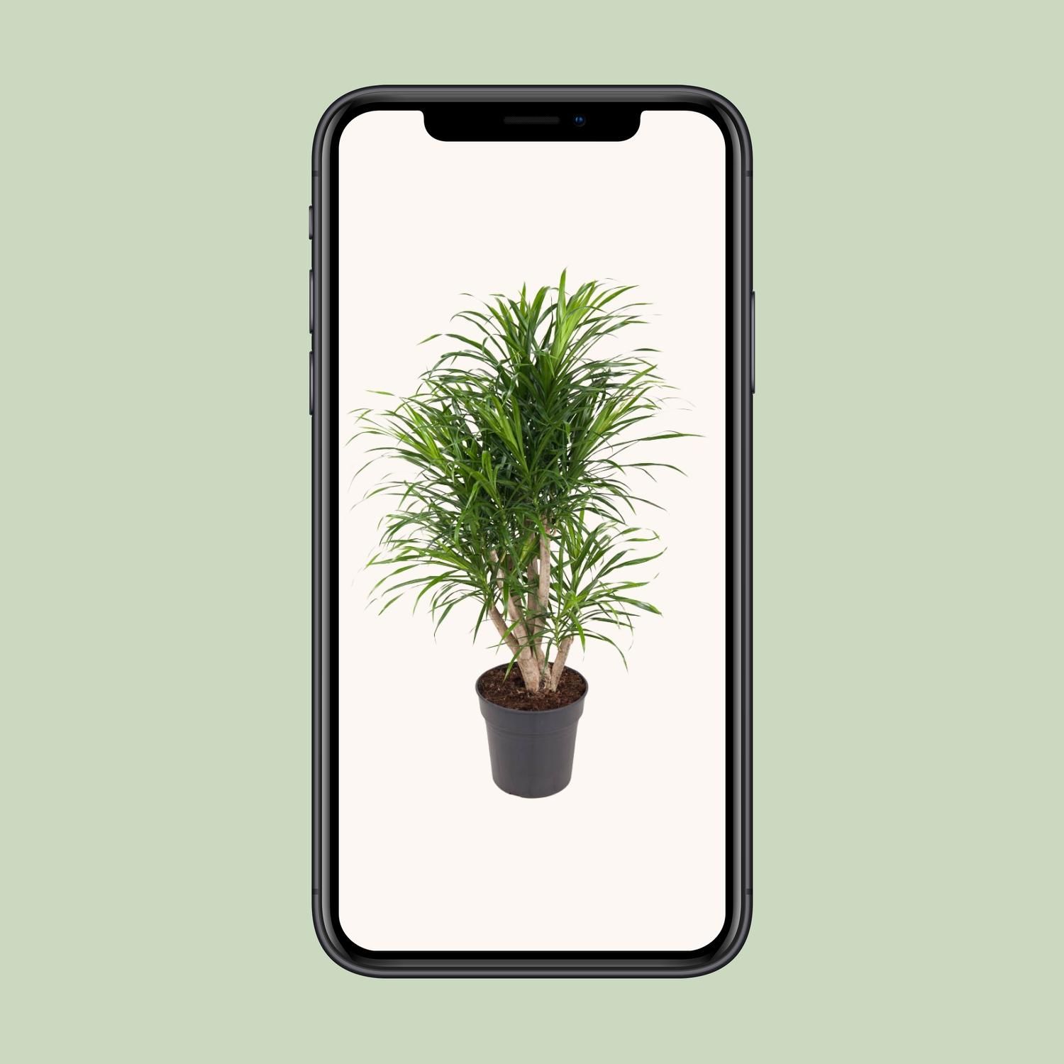 Dracaena Anita (12101)