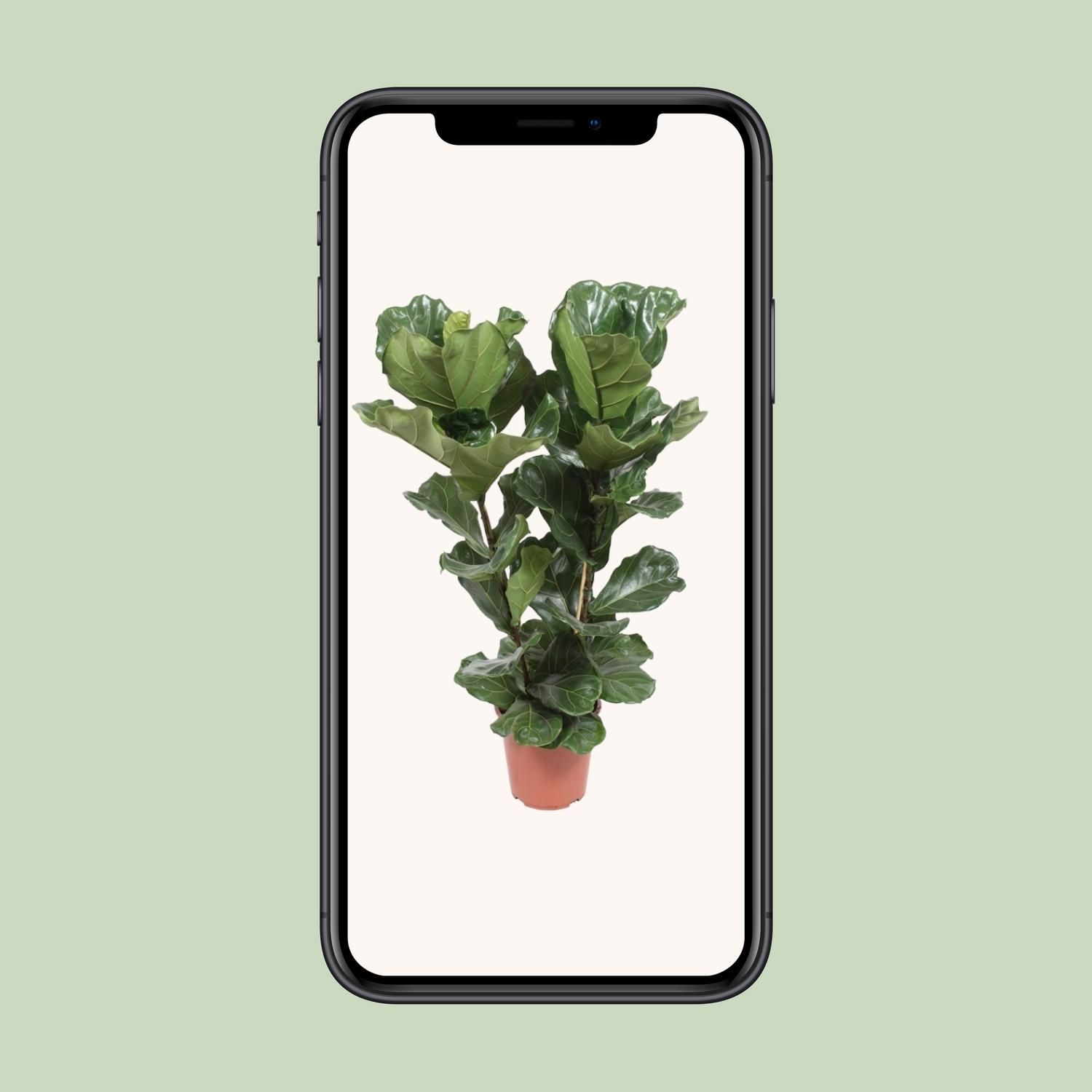 Ficus Lyrata (18252)