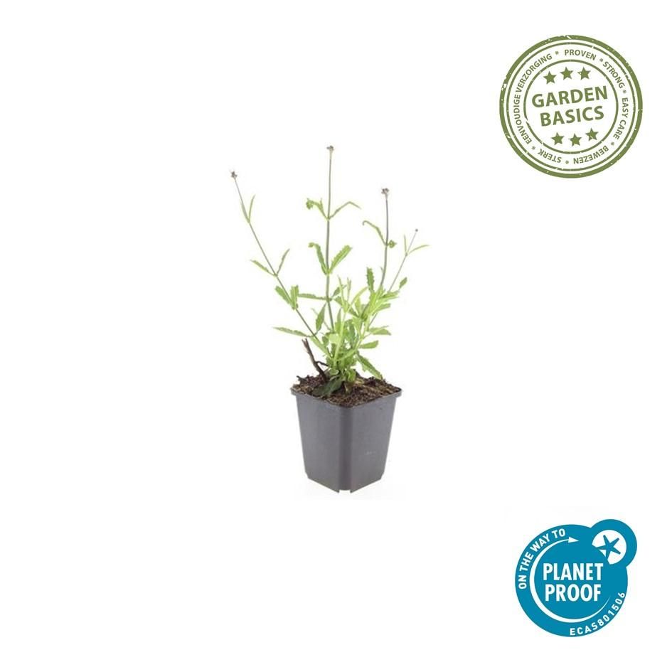Garden basics 24x Verbena bon. 'Lollipop' - ↕10-25cm - Ø9cm (50604)