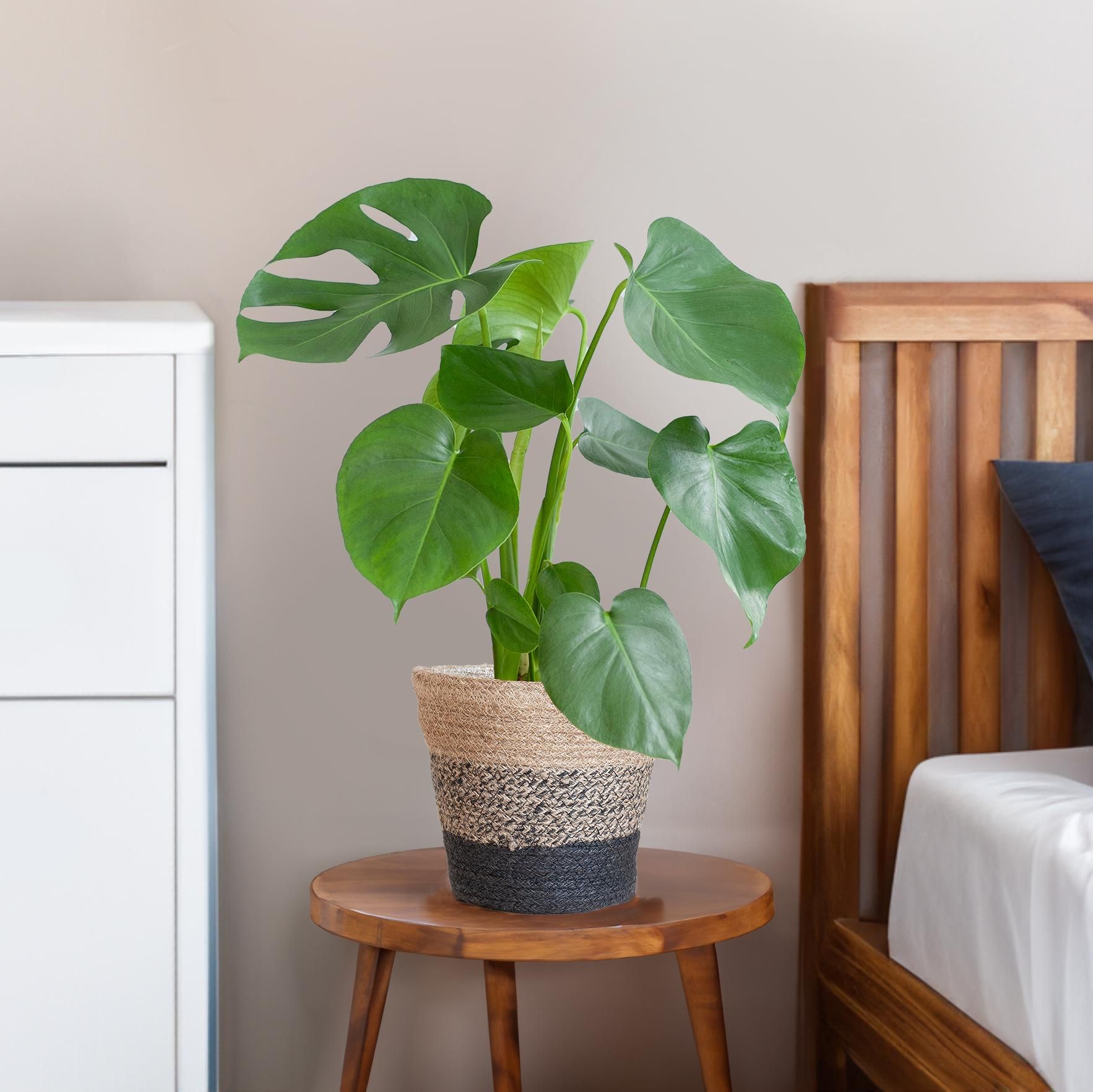 Monstera Deliciosa met Lissabon mand zwart (08721042060259)