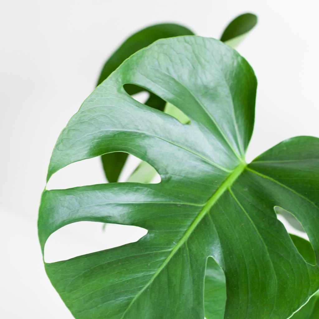 Monstera Deliciosa met Lissabon mand zwart (08721042060259)