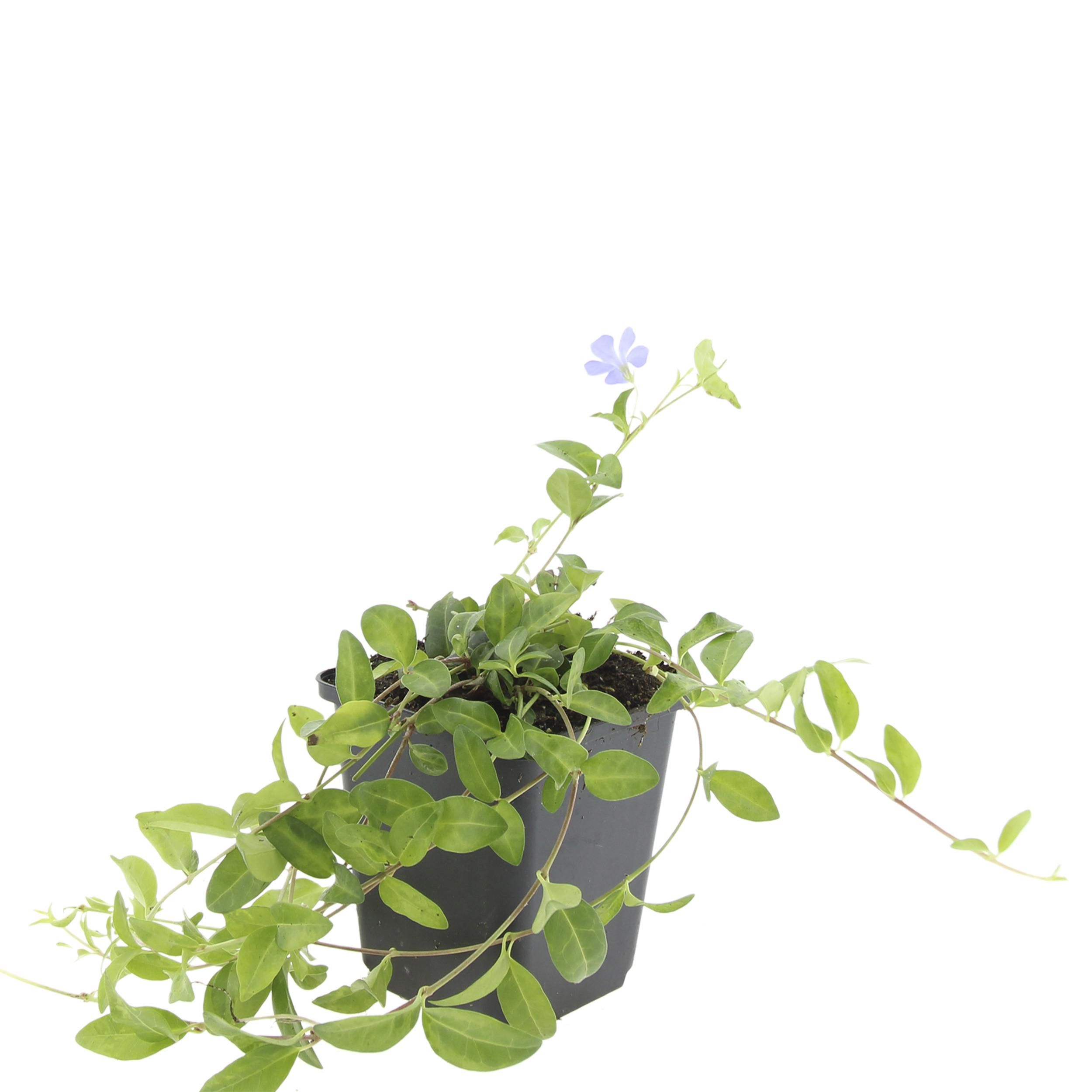 Garden basics 24x Vinca minor 'La Grave' - ↕10-25cm - Ø9cm (50635)