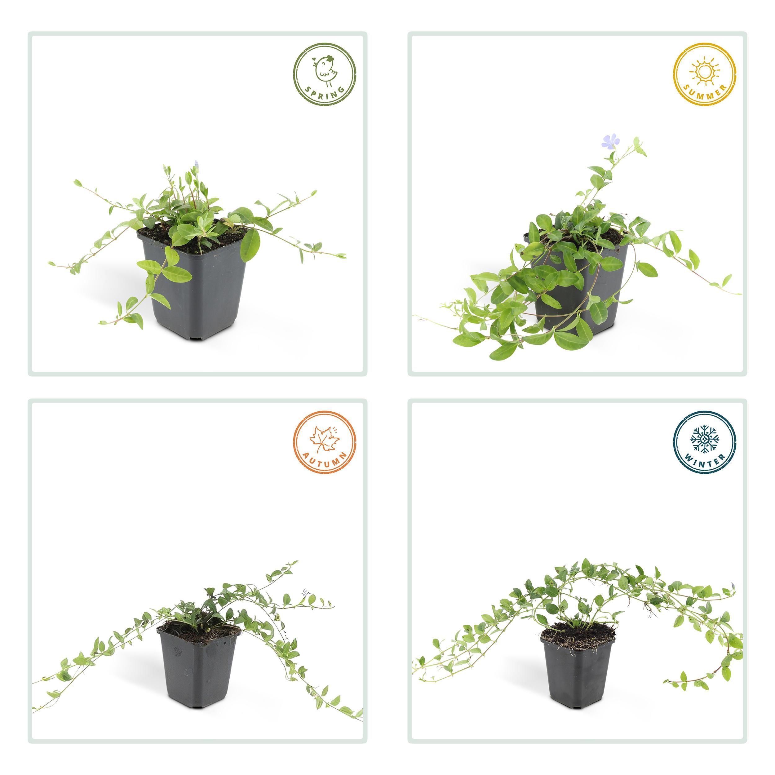 Garden basics 24x Vinca minor 'La Grave' - ↕10-25cm - Ø9cm (50635)